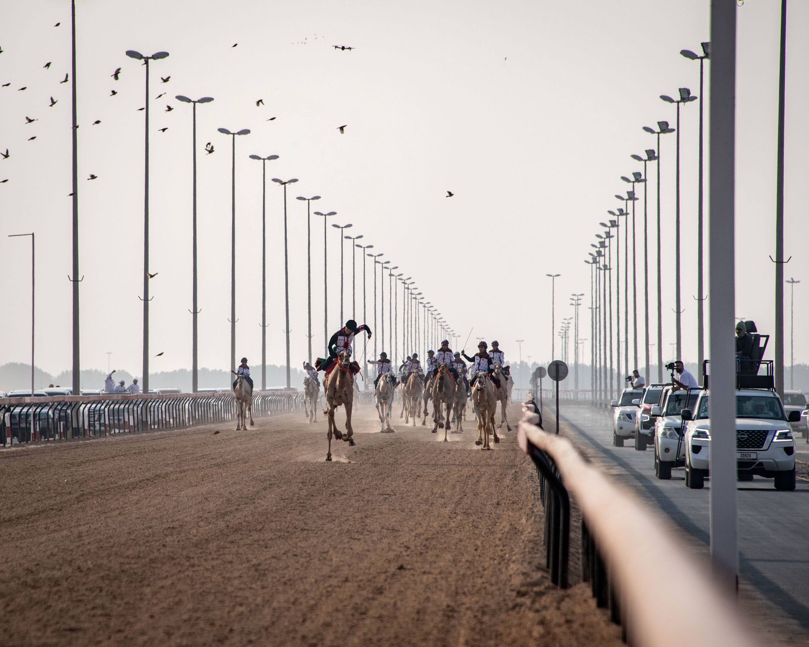 انطلاقة واعدة لتمهيدي ماراثون اليوم الوطني للهجن