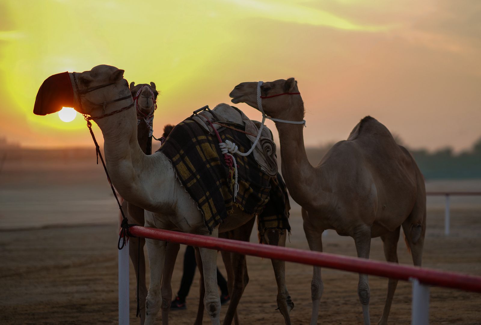مشاركة واسعة في أشواط سن المفاريد بمزاينة رزين..وتتويج الفائزين