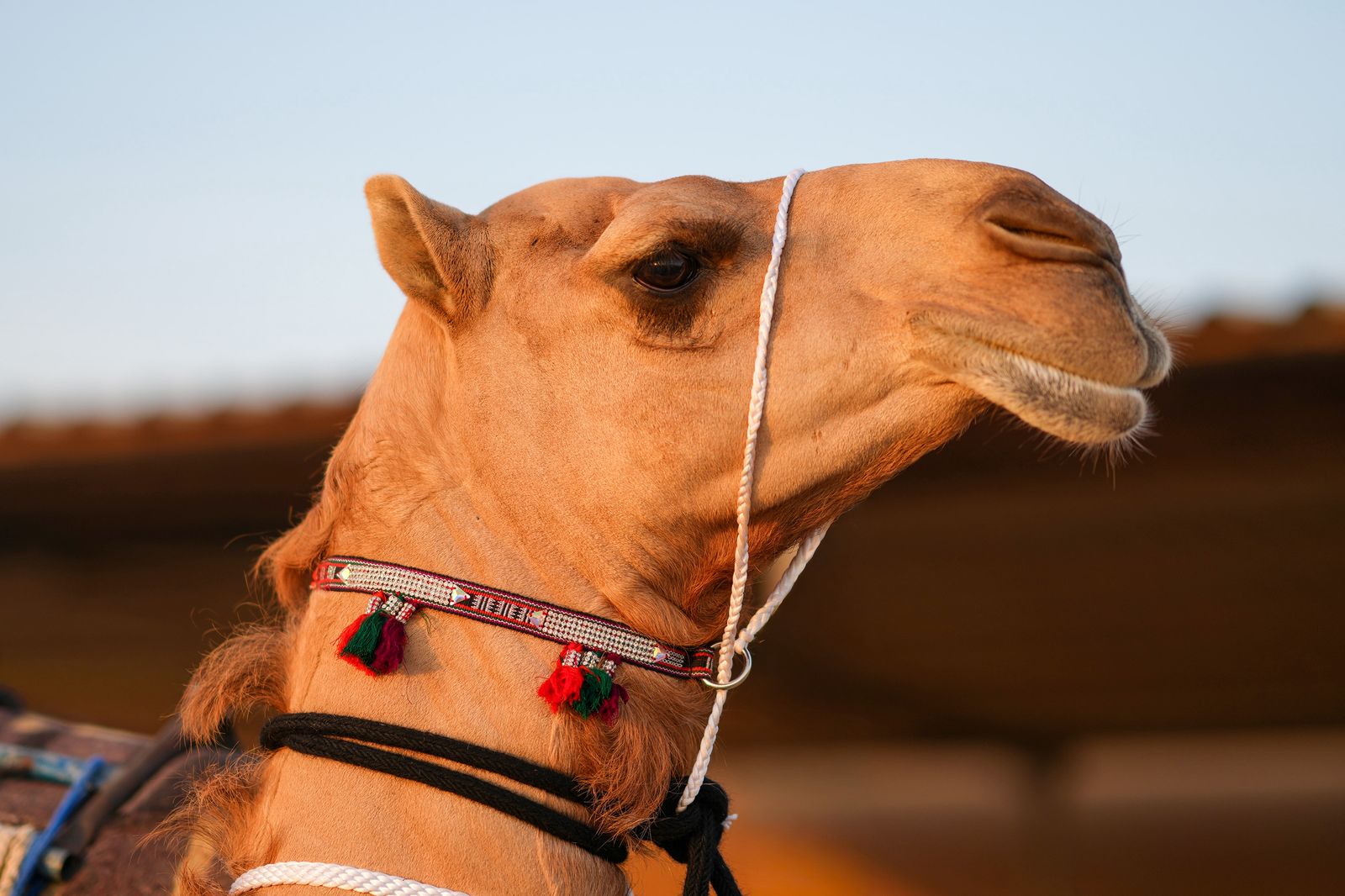 مشاركة واسعة في أشواط سن المفاريد بمزاينة رزين..وتتويج الفائزين