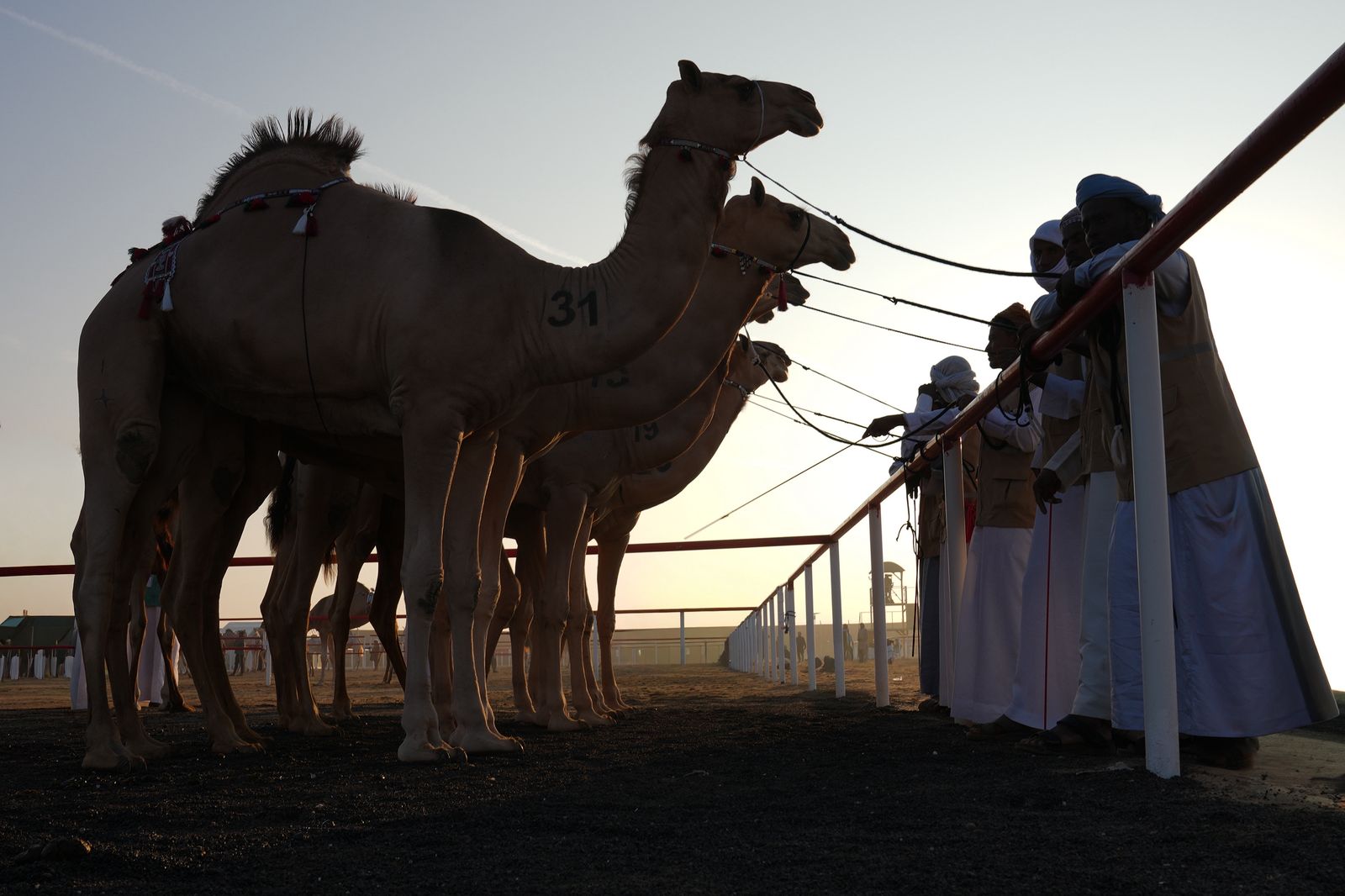 تتويج الفائزين في أشواط سن الحقايق في مزاينة رزين بمهرجان الظفرة
