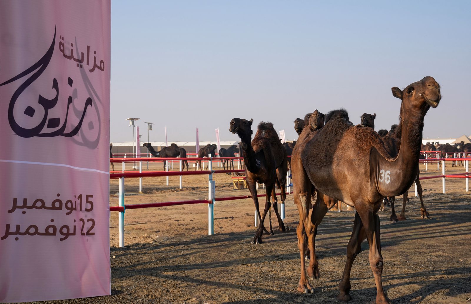 تتويج الفائزين في أشواط سن الحقايق في مزاينة رزين بمهرجان الظفرة