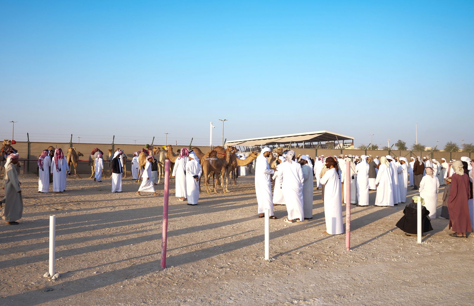 انطلاق «مزاينة مدينة زايد» المحطة الثالثة في مهرجان الظفرة