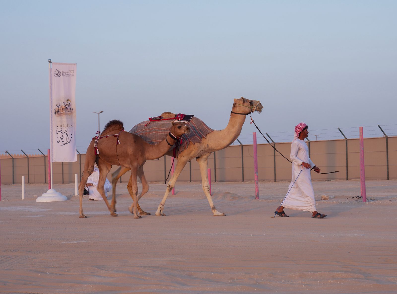 انطلاق «مزاينة مدينة زايد» المحطة الثالثة في مهرجان الظفرة