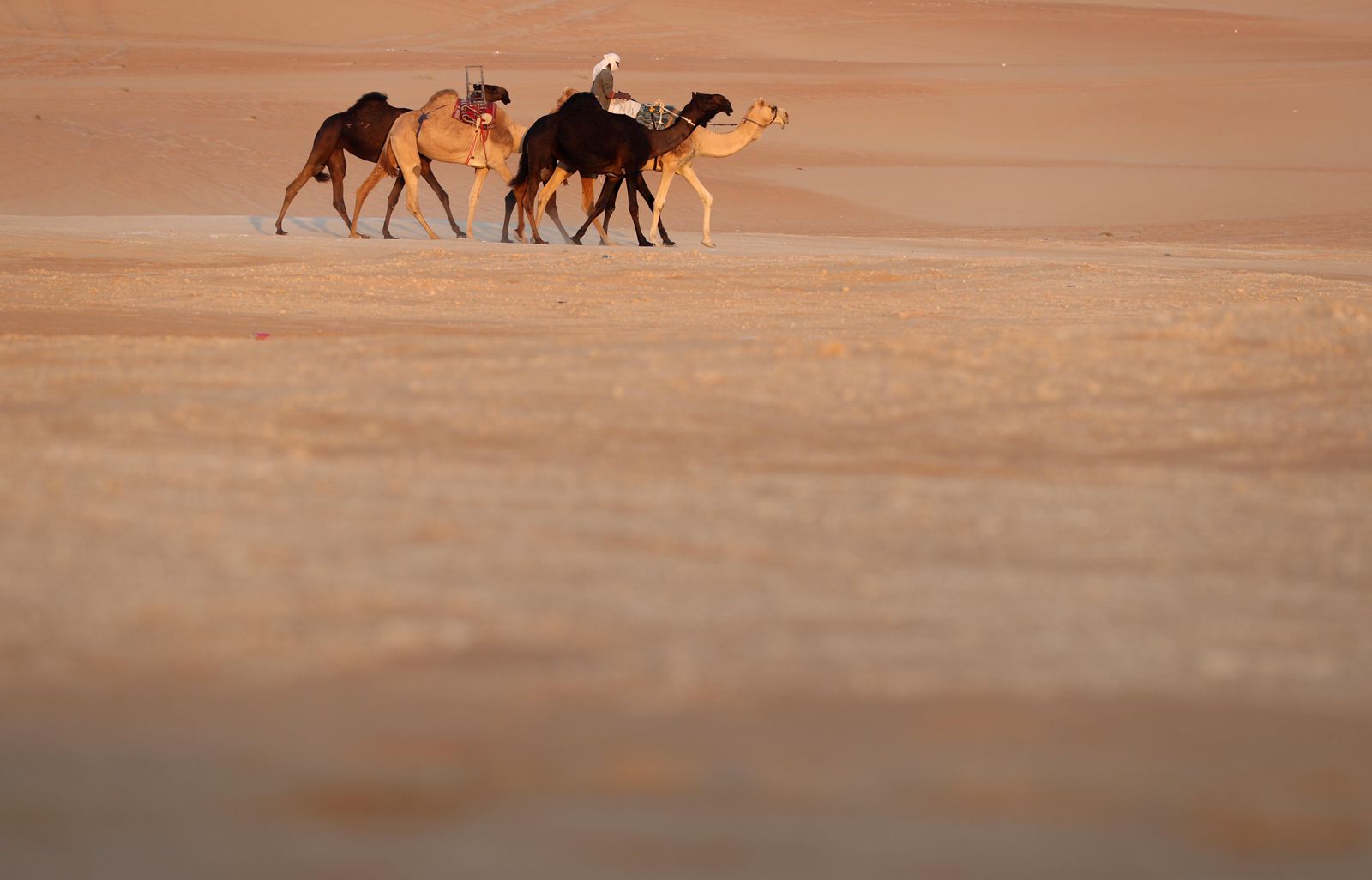 انطلاق مزاينة مدينة زايد» المحطة الثالثة في مهرجان الظفرة  