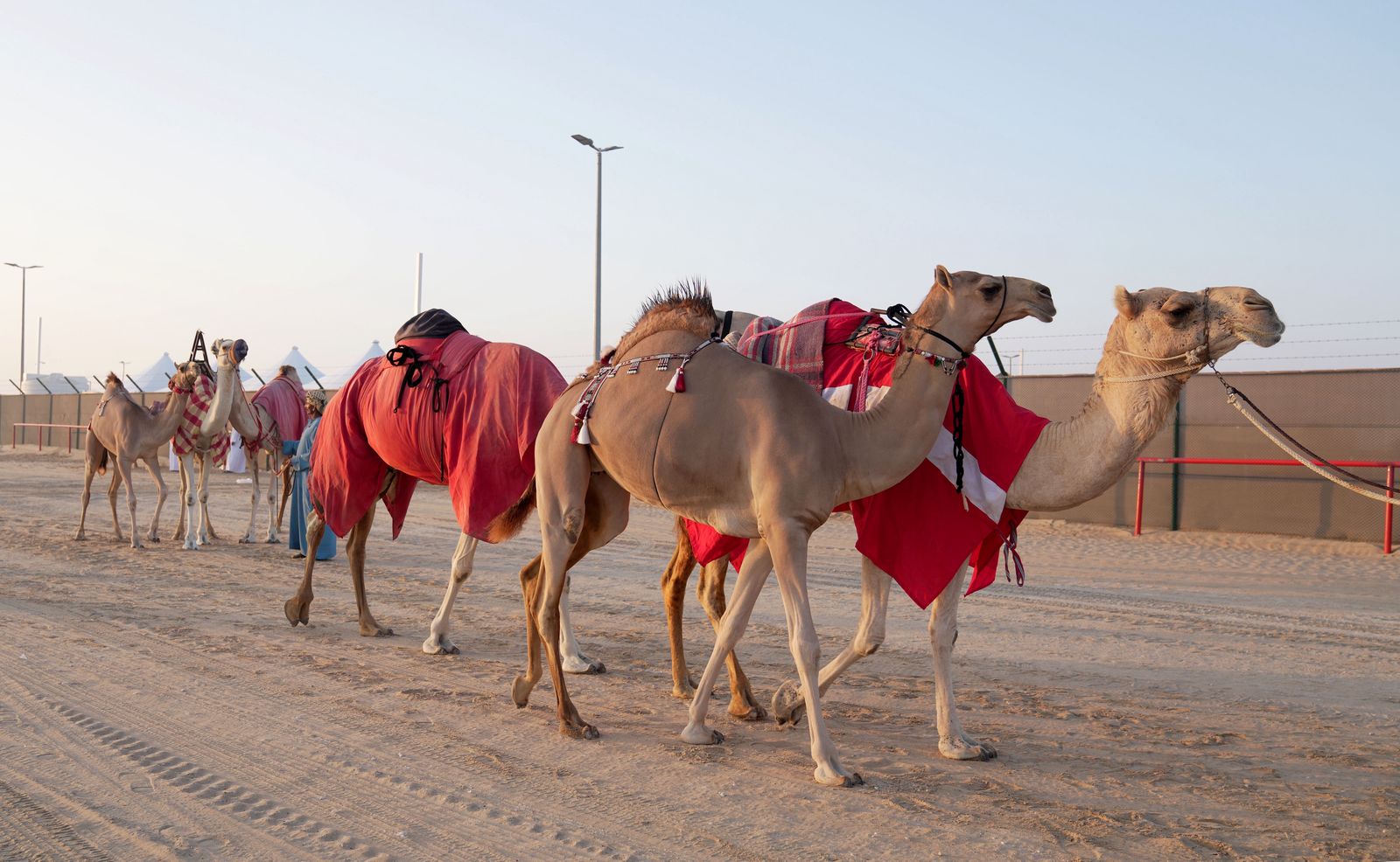 انطلاق مزاينة مدينة زايد» المحطة الثالثة في مهرجان الظفرة  