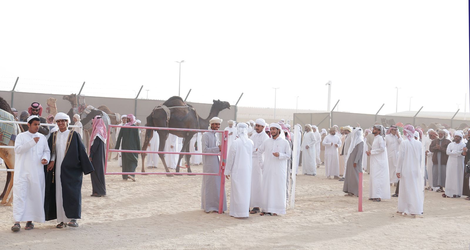 مزاينة مدينة زايد تتوج الفائزين في أشواط المفاريد التلاد والشركاء