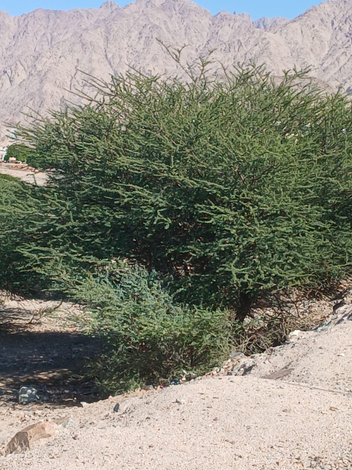  أ.د. محمد الفرجات يكتب ... شجرة السَّمُر في أودية العقبة ووادي عربة الجنوبي: هوية بيئية مهددة وذاكرة مكان