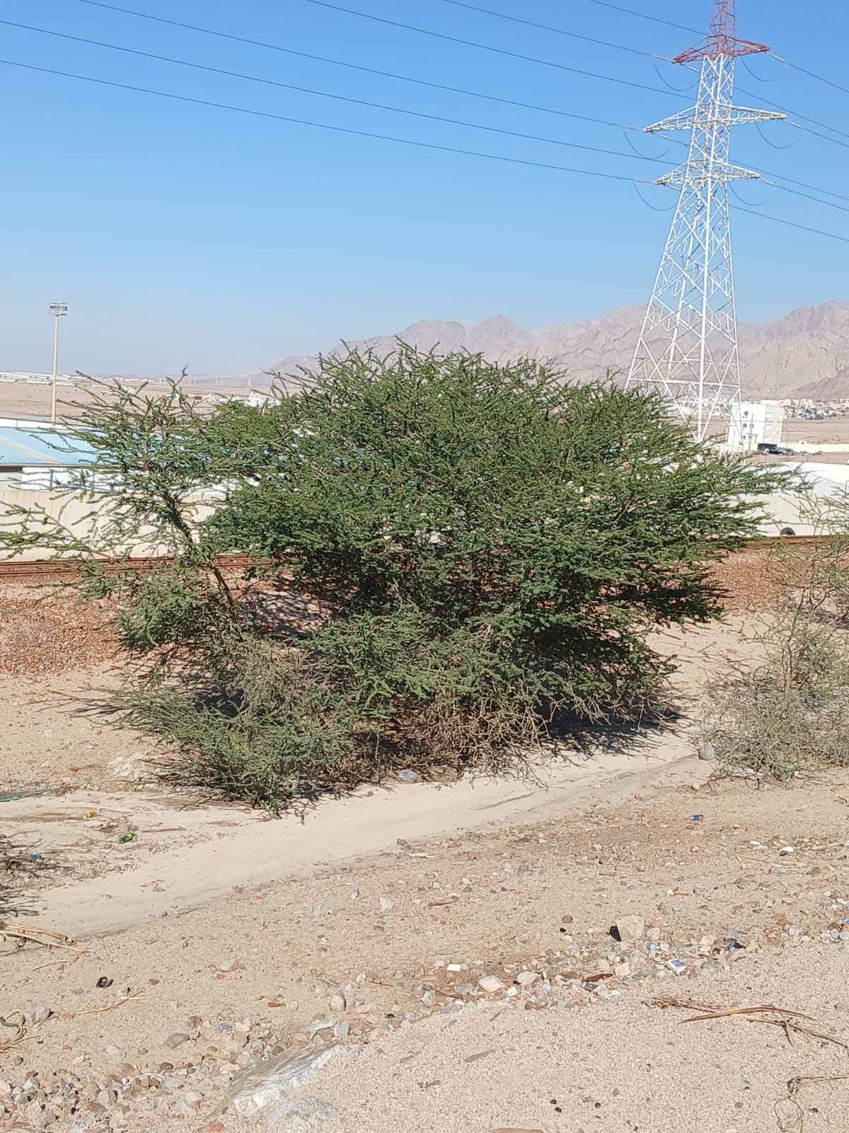  أ.د. محمد الفرجات يكتب ... شجرة السَّمُر في أودية العقبة ووادي عربة الجنوبي: هوية بيئية مهددة وذاكرة مكان