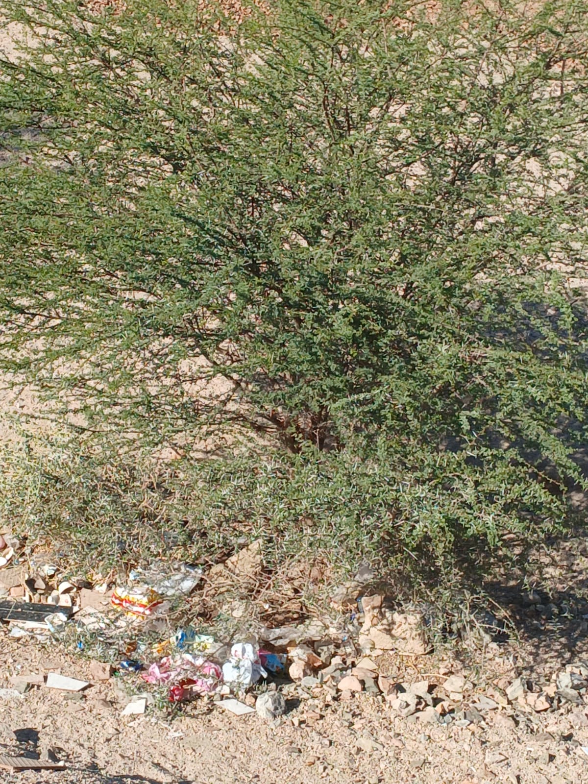  أ.د. محمد الفرجات يكتب ... شجرة السَّمُر في أودية العقبة ووادي عربة الجنوبي: هوية بيئية مهددة وذاكرة مكان