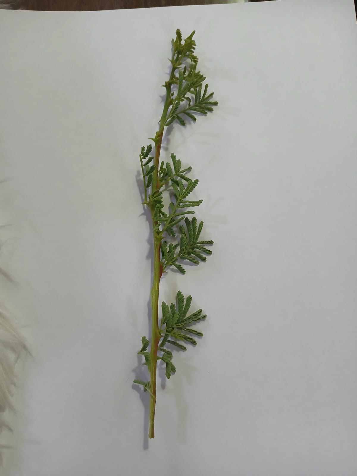  أ.د. محمد الفرجات يكتب ... شجرة السَّمُر في أودية العقبة ووادي عربة الجنوبي: هوية بيئية مهددة وذاكرة مكان