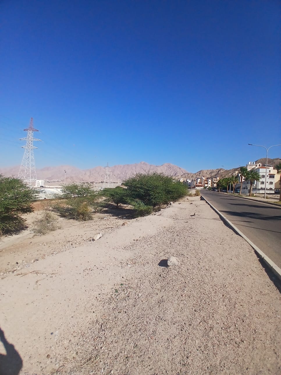  أ.د. محمد الفرجات يكتب ... شجرة السَّمُر في أودية العقبة ووادي عربة الجنوبي: هوية بيئية مهددة وذاكرة مكان