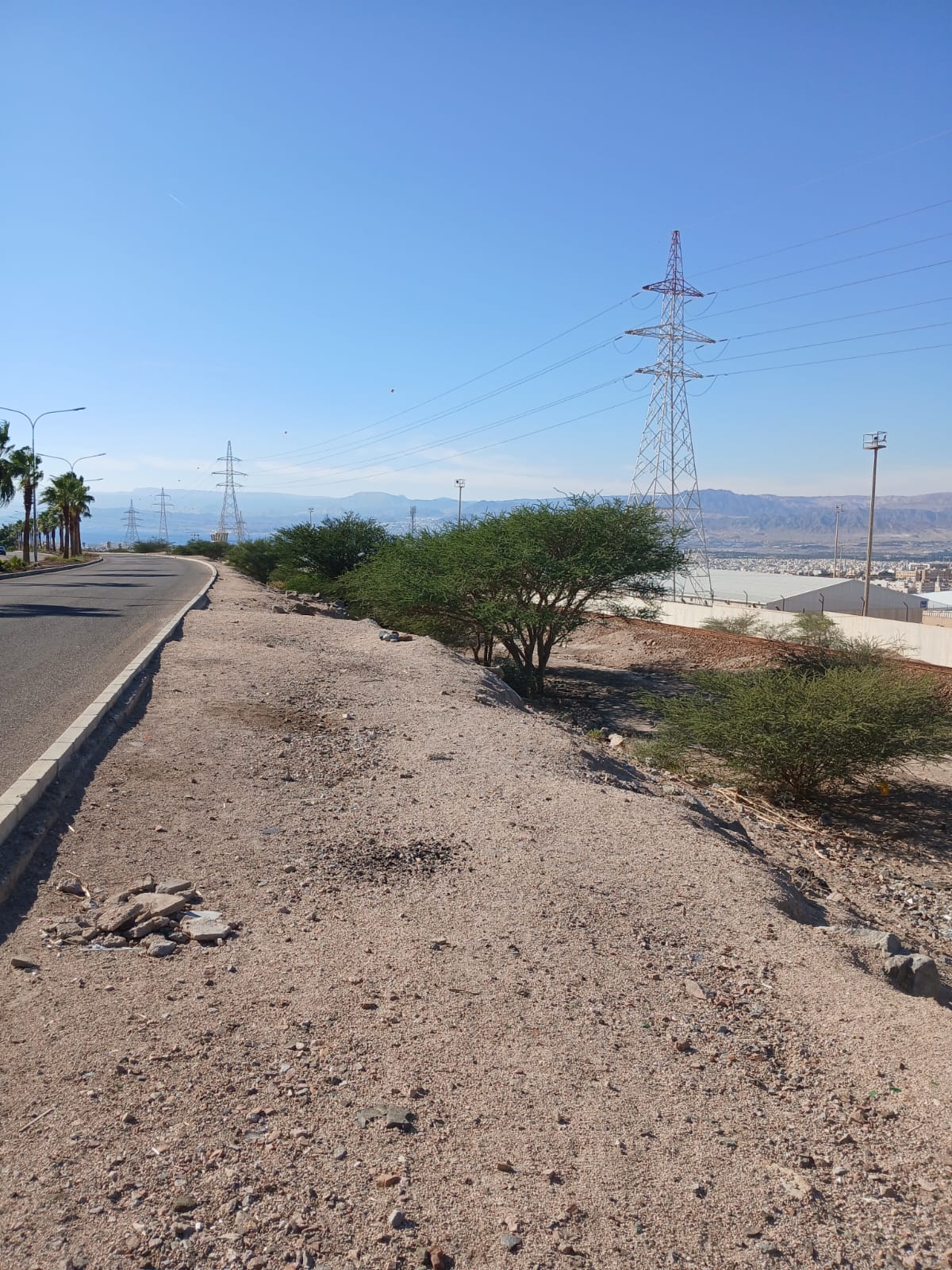  أ.د. محمد الفرجات يكتب ... شجرة السَّمُر في أودية العقبة ووادي عربة الجنوبي: هوية بيئية مهددة وذاكرة مكان