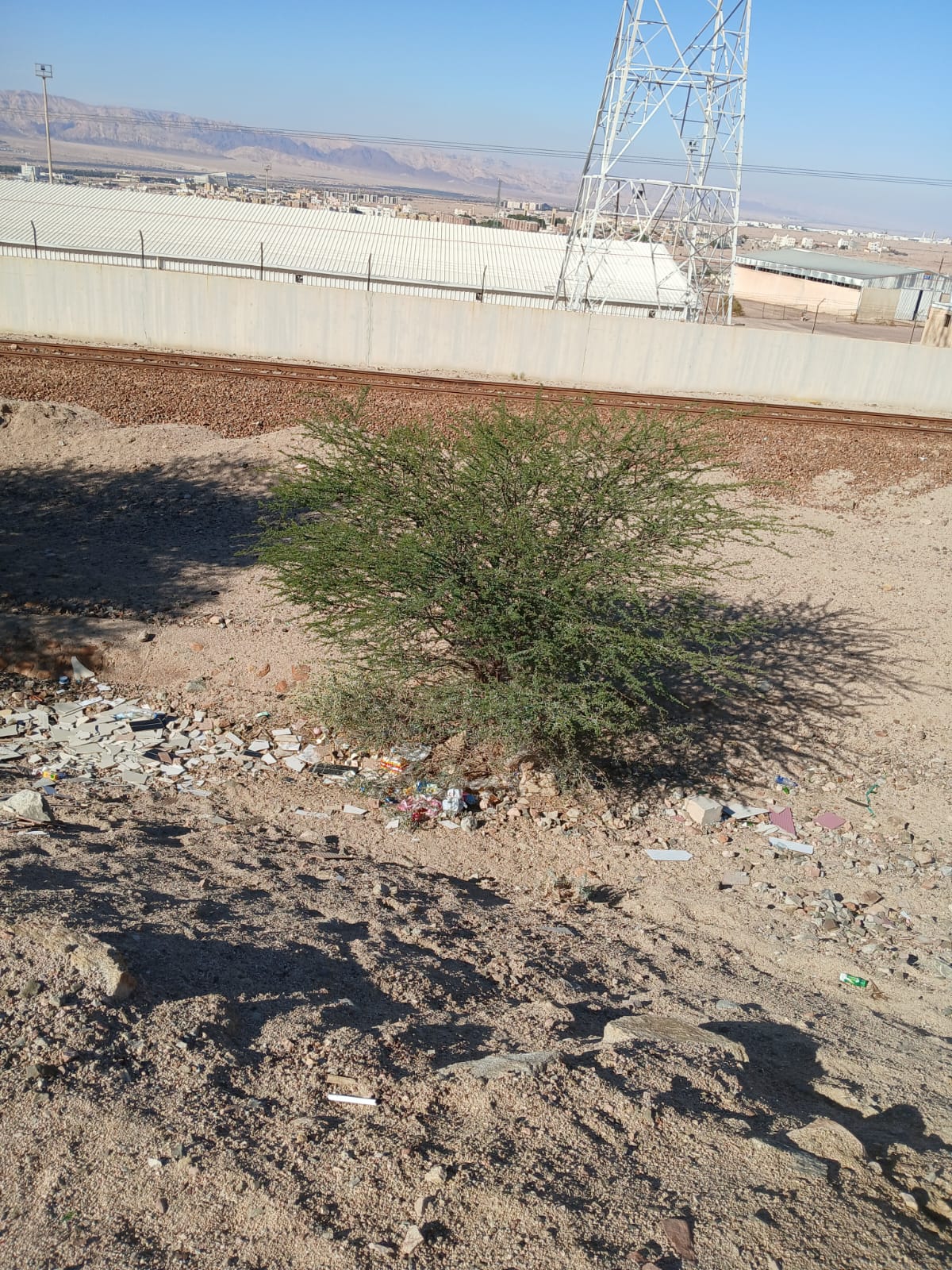  أ.د. محمد الفرجات يكتب ... شجرة السَّمُر في أودية العقبة ووادي عربة الجنوبي: هوية بيئية مهددة وذاكرة مكان