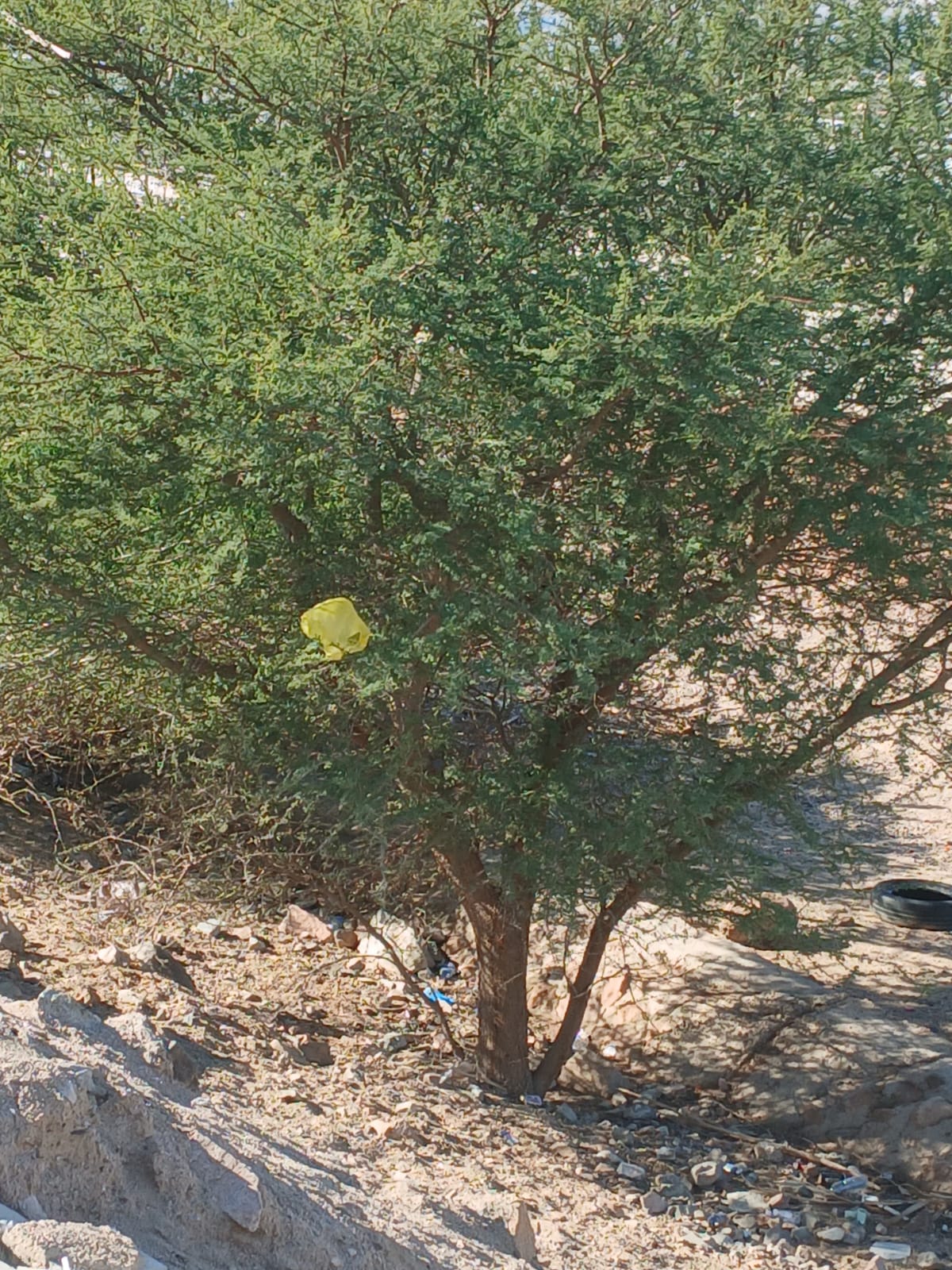  أ.د. محمد الفرجات يكتب ... شجرة السَّمُر في أودية العقبة ووادي عربة الجنوبي: هوية بيئية مهددة وذاكرة مكان