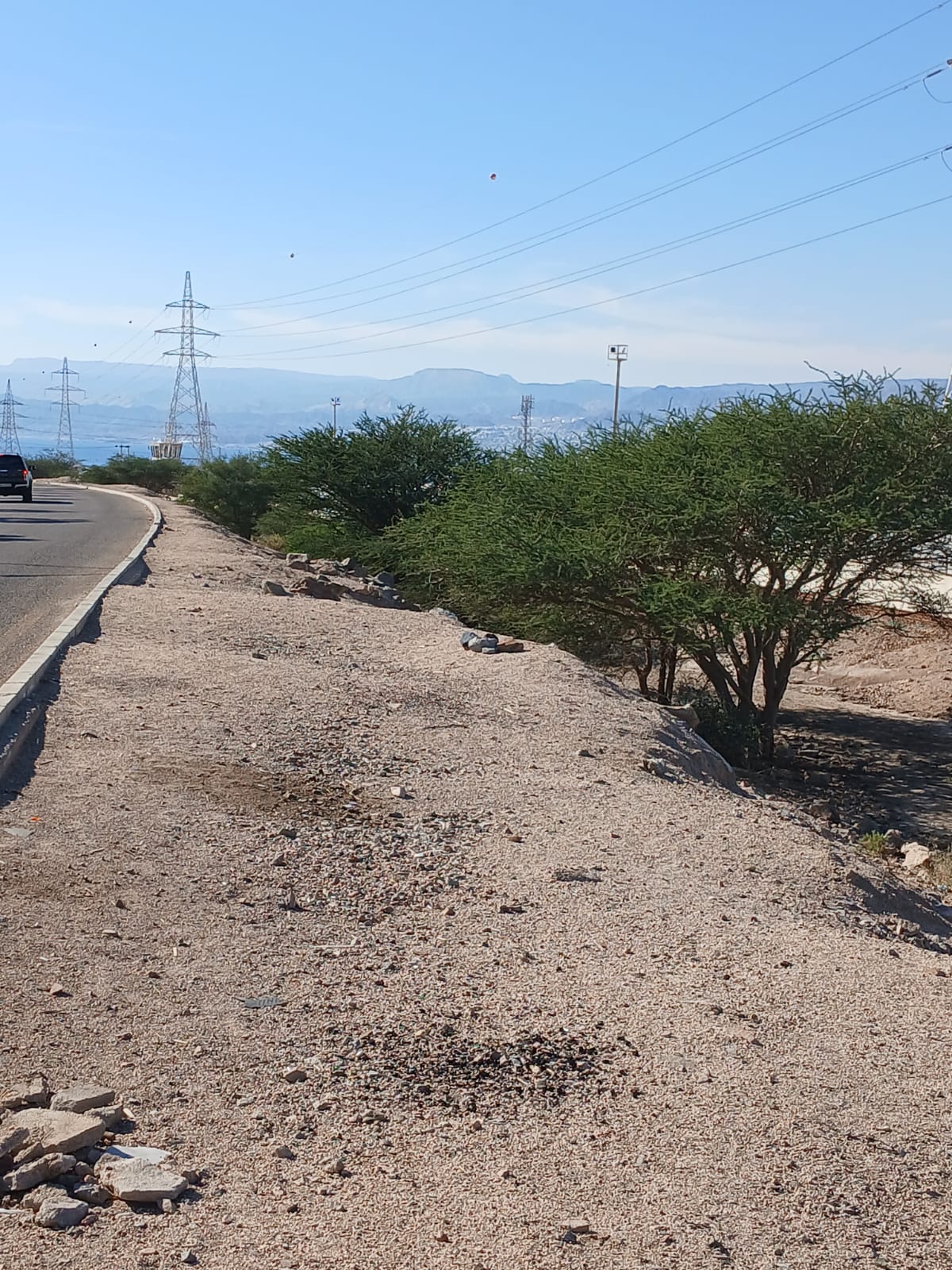  أ.د. محمد الفرجات يكتب ... شجرة السَّمُر في أودية العقبة ووادي عربة الجنوبي: هوية بيئية مهددة وذاكرة مكان