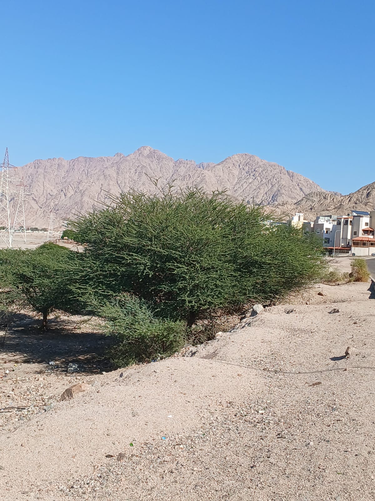  أ.د. محمد الفرجات يكتب ... شجرة السَّمُر في أودية العقبة ووادي عربة الجنوبي: هوية بيئية مهددة وذاكرة مكان