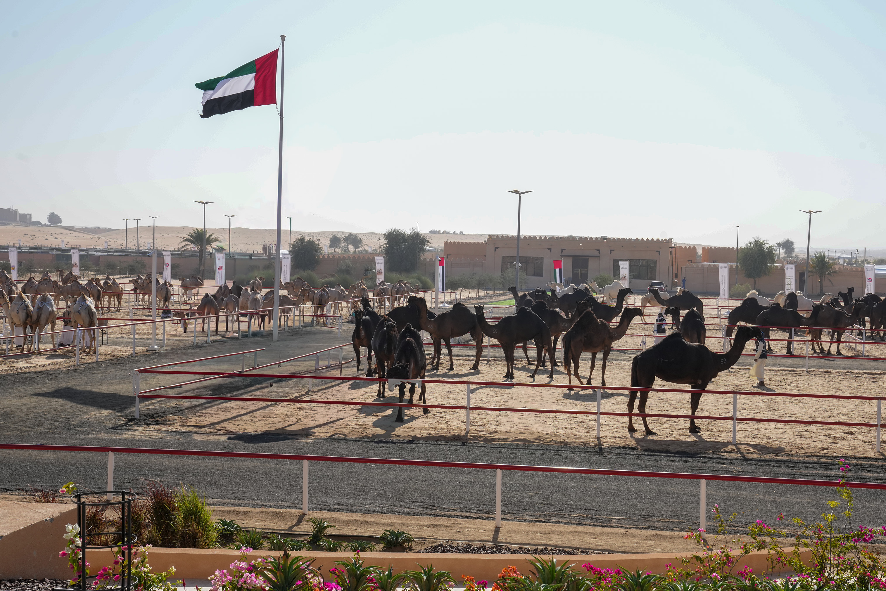 رموز الذهب تزين أشواط الحول في مزاينة مدينة زايد بمهرجان الظفرة