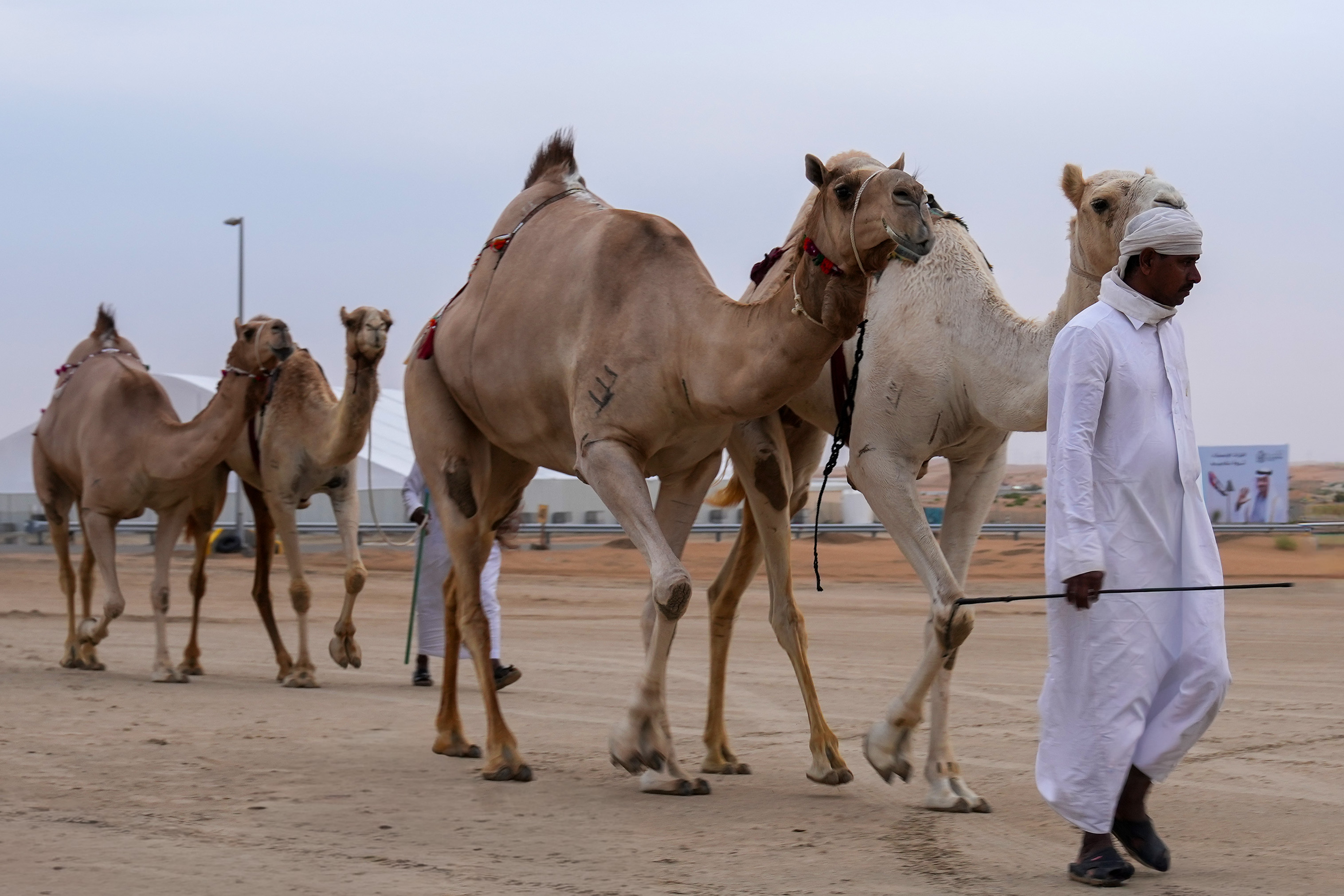 مزاينة مدينة زايد بمهرجان الظفرة تتوج الفائزين في سن الثنايا