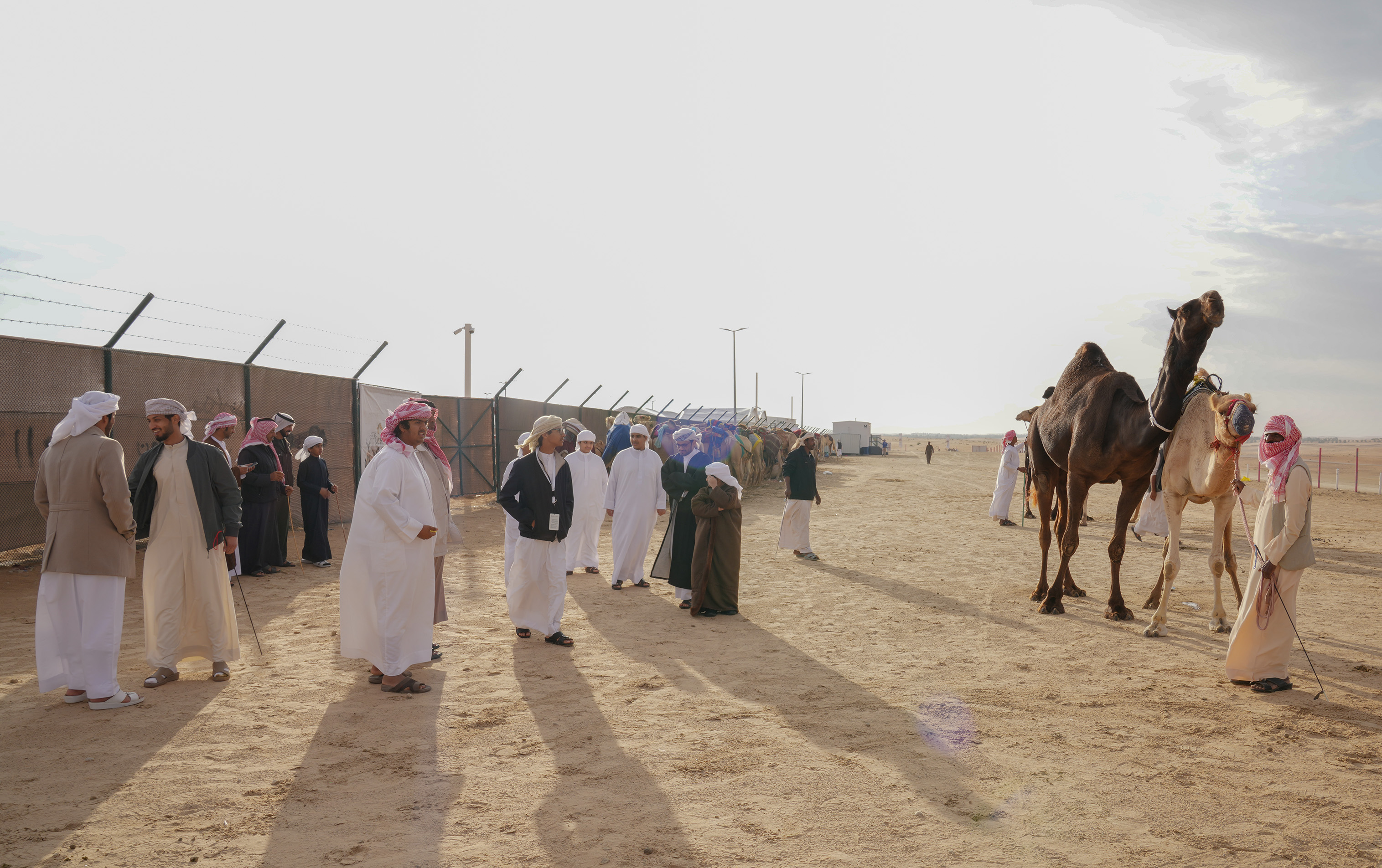 مزاينة مدينة زايد بمهرجان الظفرة تتوج الفائزين في سن الثنايا