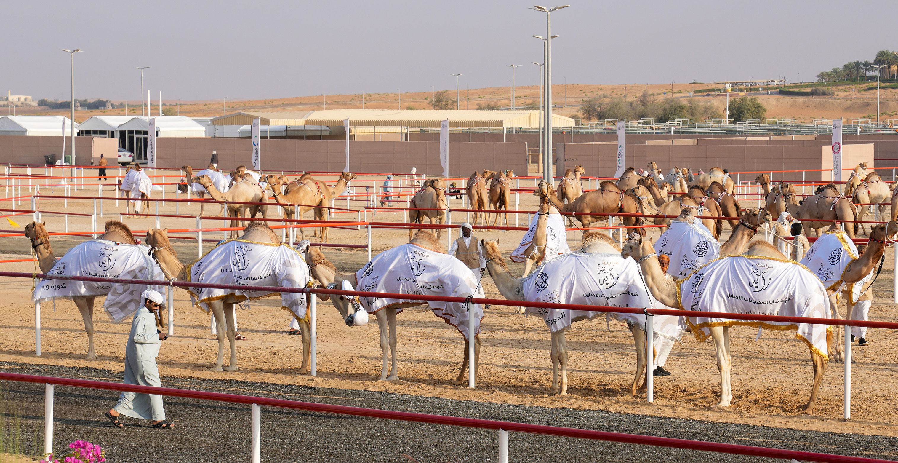 مزاينة مدينة زايد بمهرجان الظفرة تتوج الفائزين في سن الثنايا