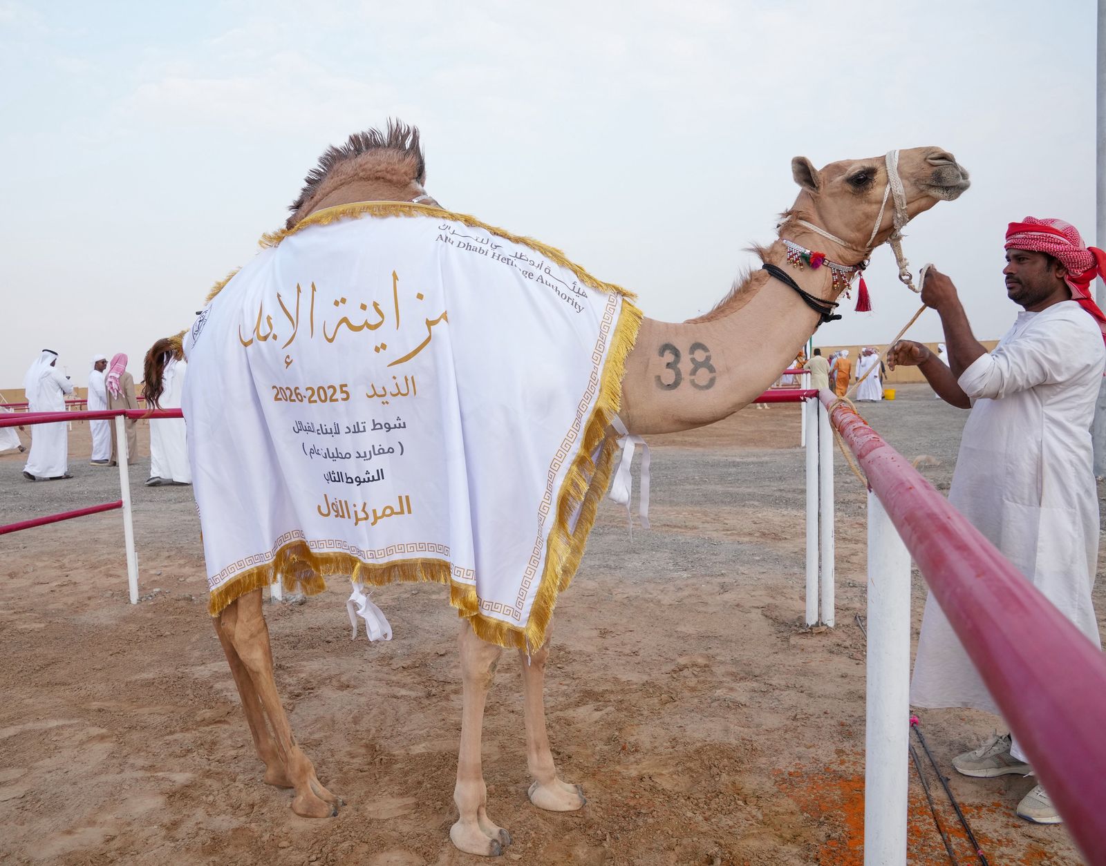 تتويج مزاينة المفاريد في مهرجان محمد بن زايد لسباقات الهجن ومزاينة الإبل