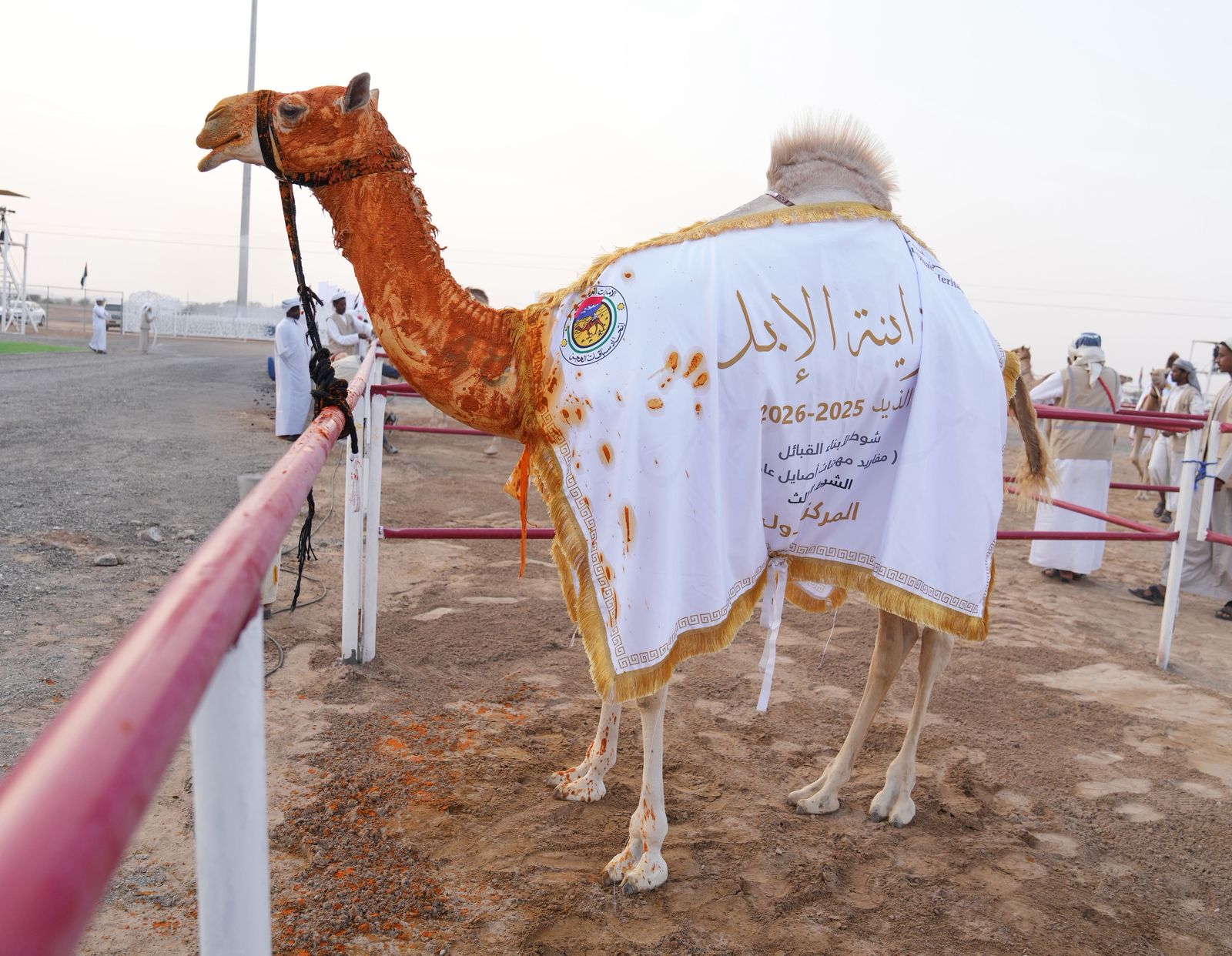 تتويج مزاينة المفاريد في مهرجان محمد بن زايد لسباقات الهجن ومزاينة الإبل