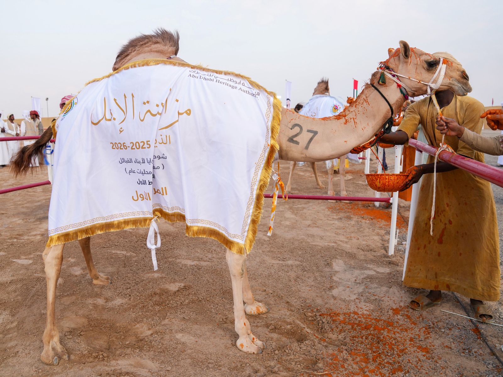 تتويج مزاينة المفاريد في مهرجان محمد بن زايد لسباقات الهجن ومزاينة الإبل