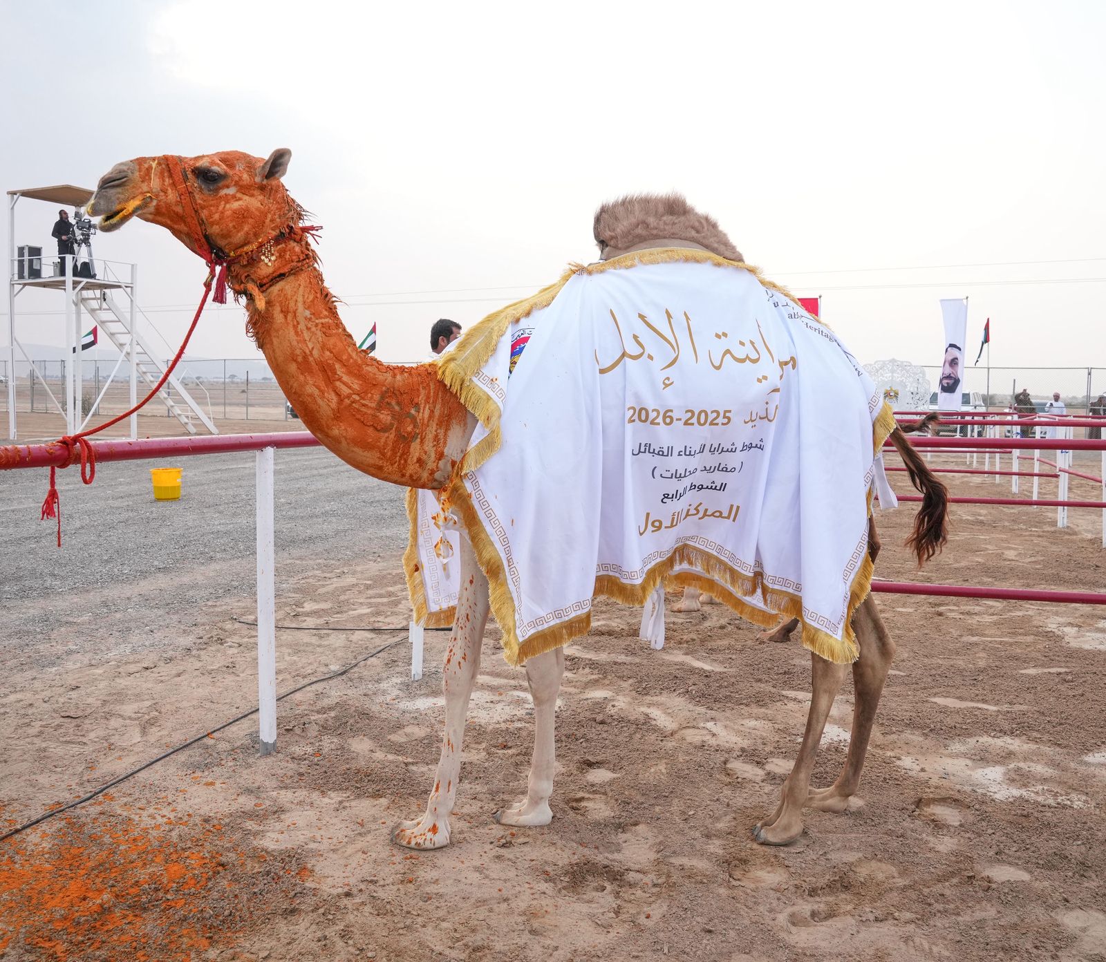 تتويج مزاينة المفاريد في مهرجان محمد بن زايد لسباقات الهجن ومزاينة الإبل