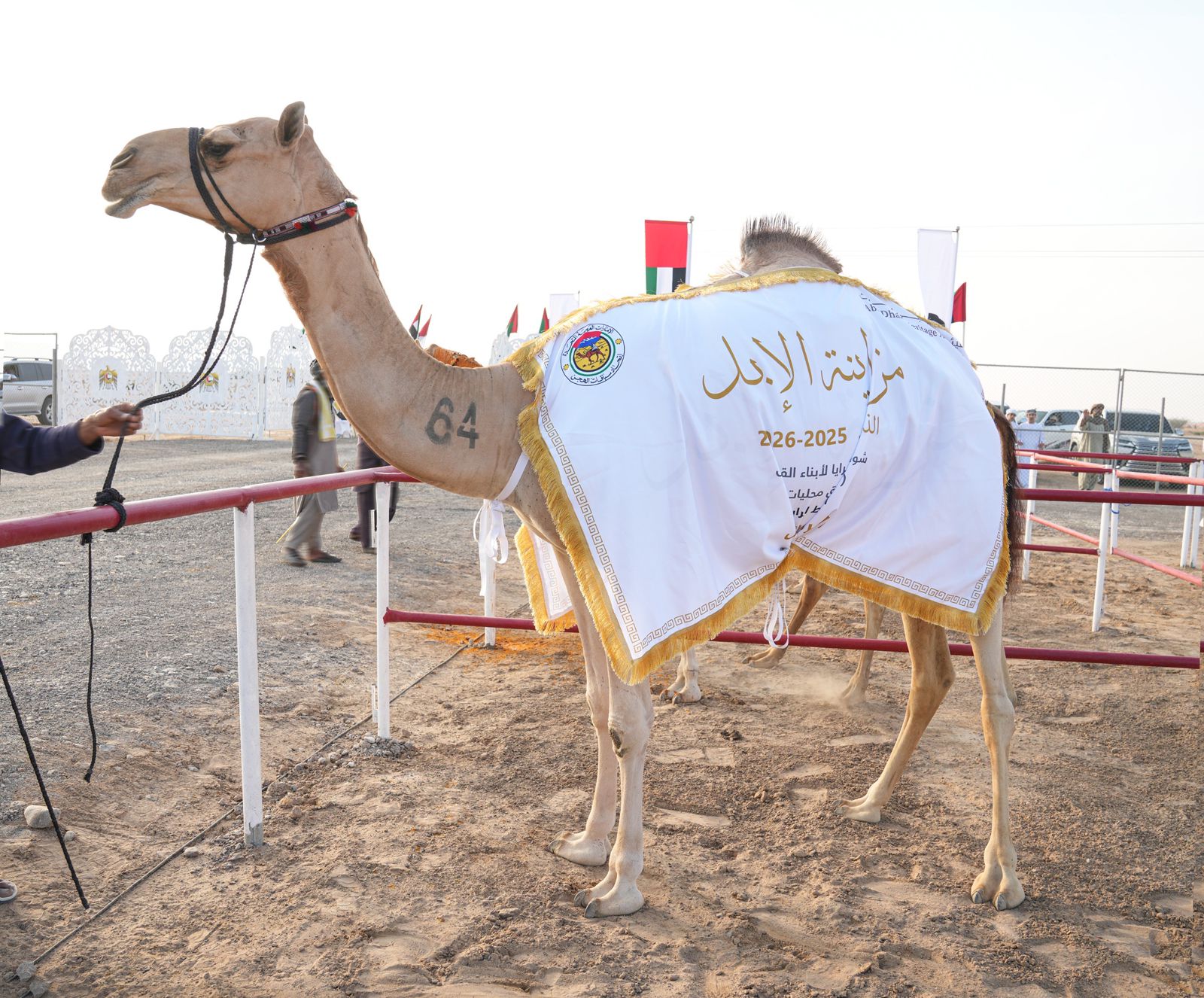 مشاركة واسعة في مزاينة الحقايق بمهرجان محمد بن زايد لسباقات الهجن ومزاينة الإبل .. وتتويج الفائزين