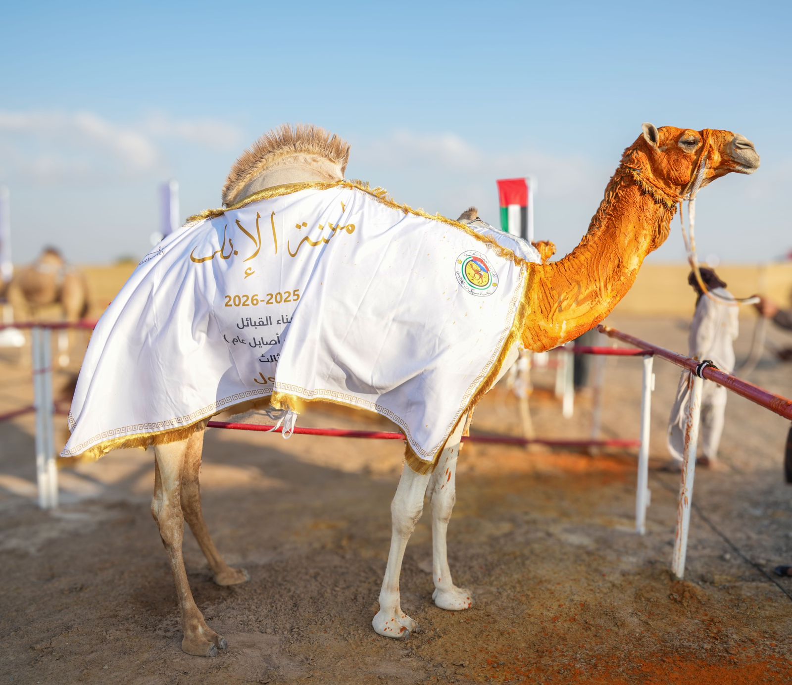 تتويج الفائزين بمزاينة الإيذاع في مهرجان محمد بن زايد لسباقات الهجن ومزاينة الإبل