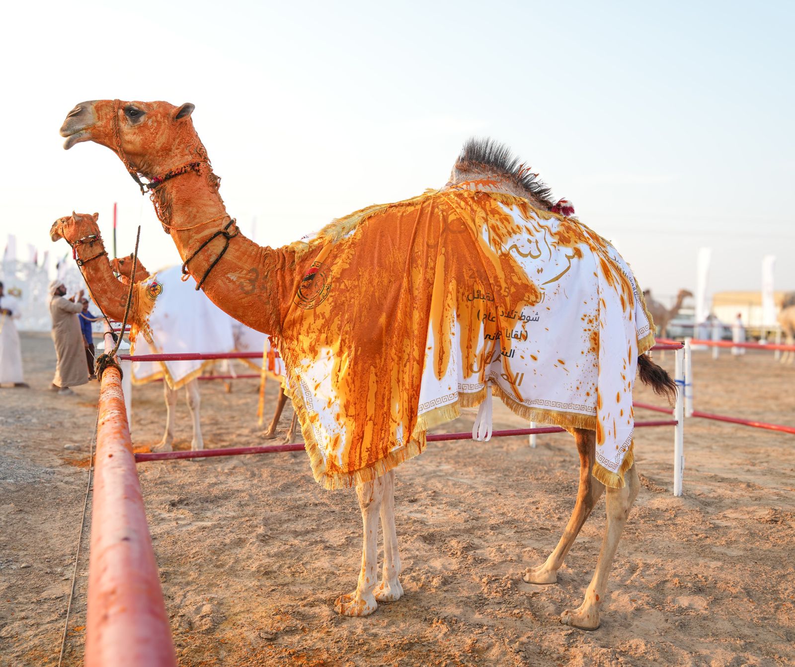 مزاينة اللقايا في مهرجان محمد بن زايد لسباقات الهجن ومزاينة الإبل .. منافسة وتحدي