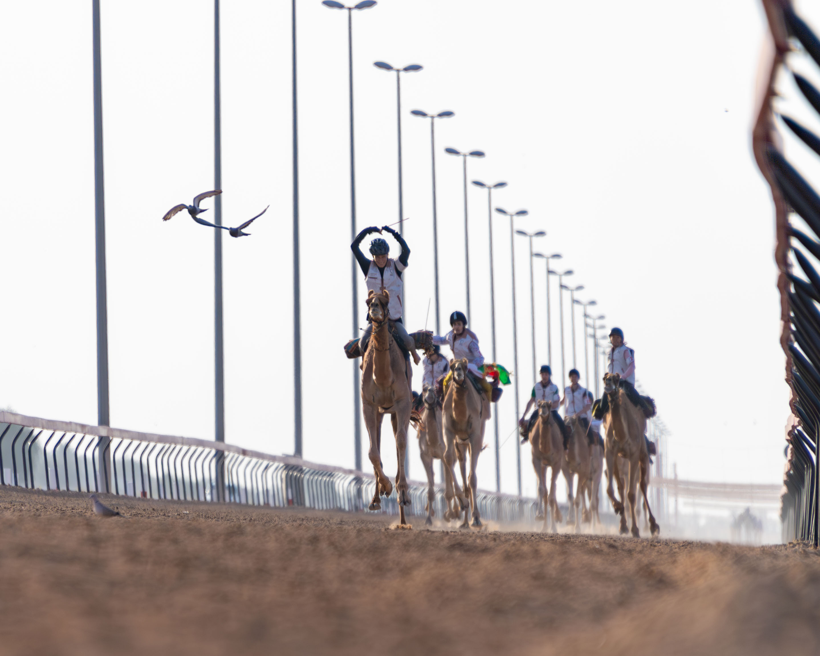 ثلاث فئات في ختام التمهيدي الثاني لماراثون رحلة الهجن