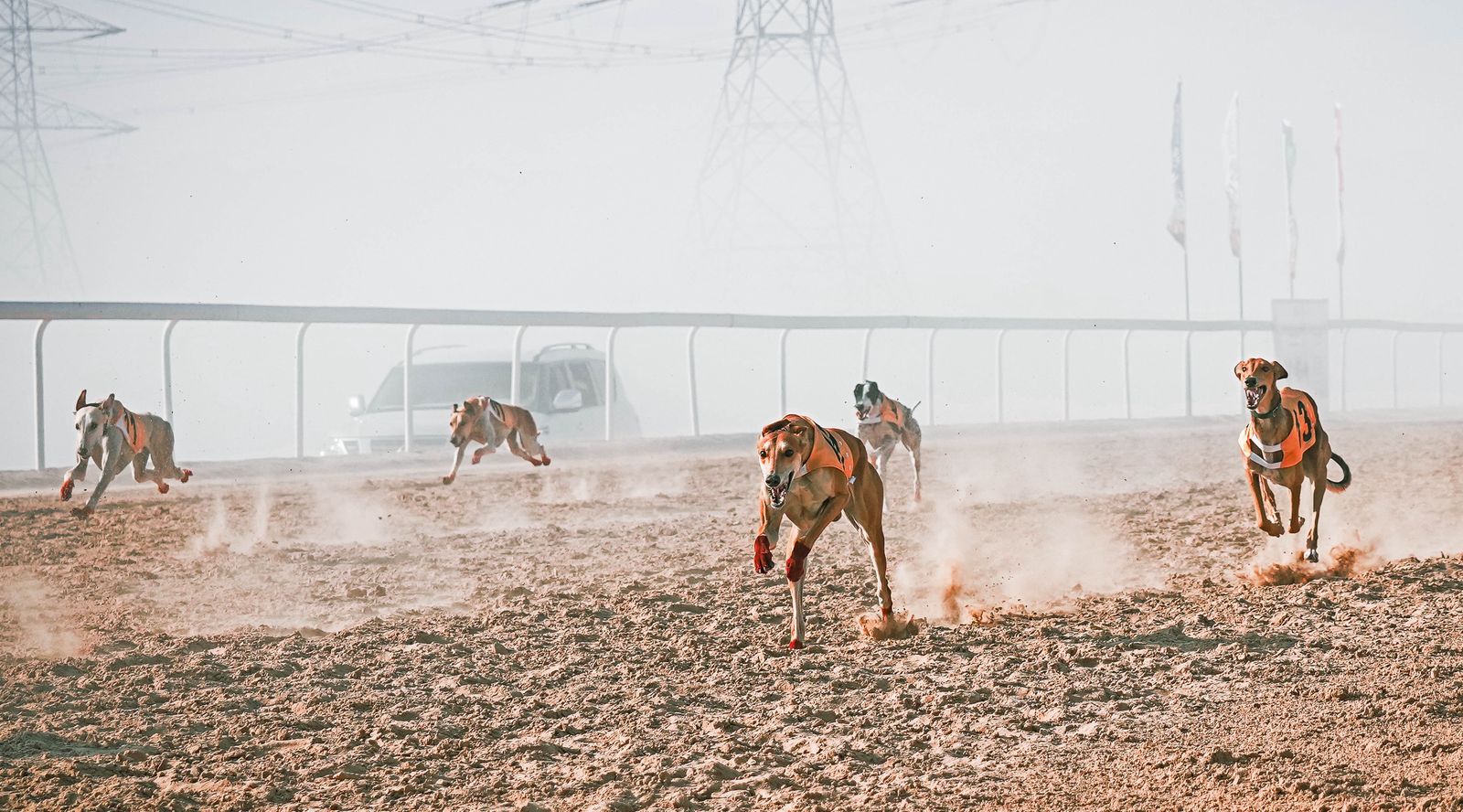 تحت رعاية رئيس الدولة..مهرجان الظفرة الـ 19 ينطلق غداً بمحطته الختامية