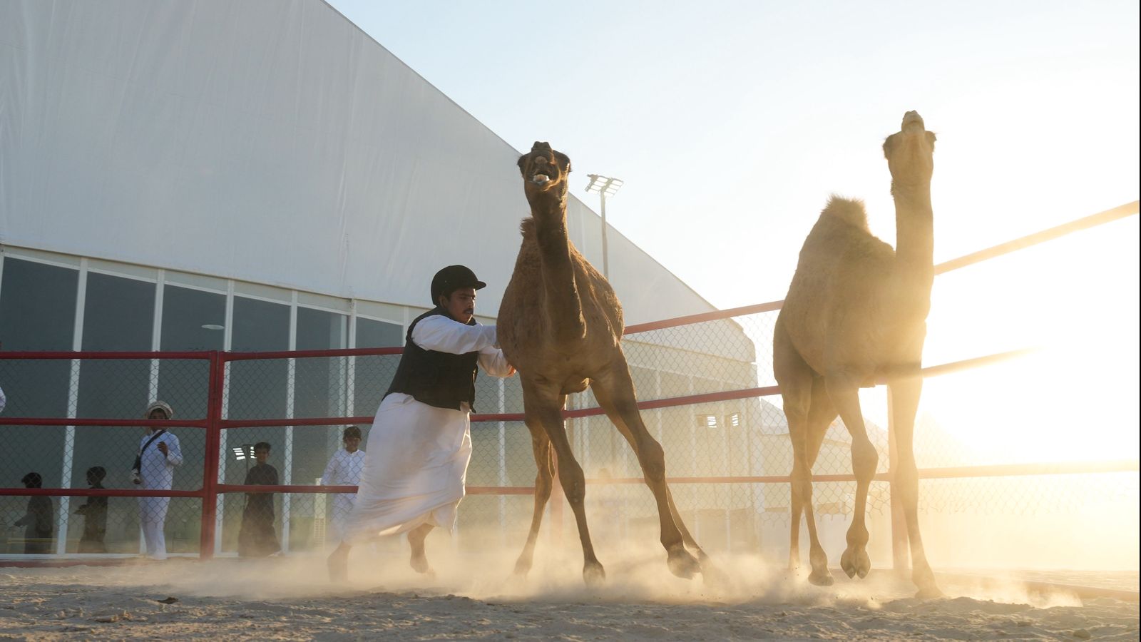 تحت رعاية رئيس الدولة..مهرجان الظفرة الـ 19 ينطلق غداً بمحطته الختامية