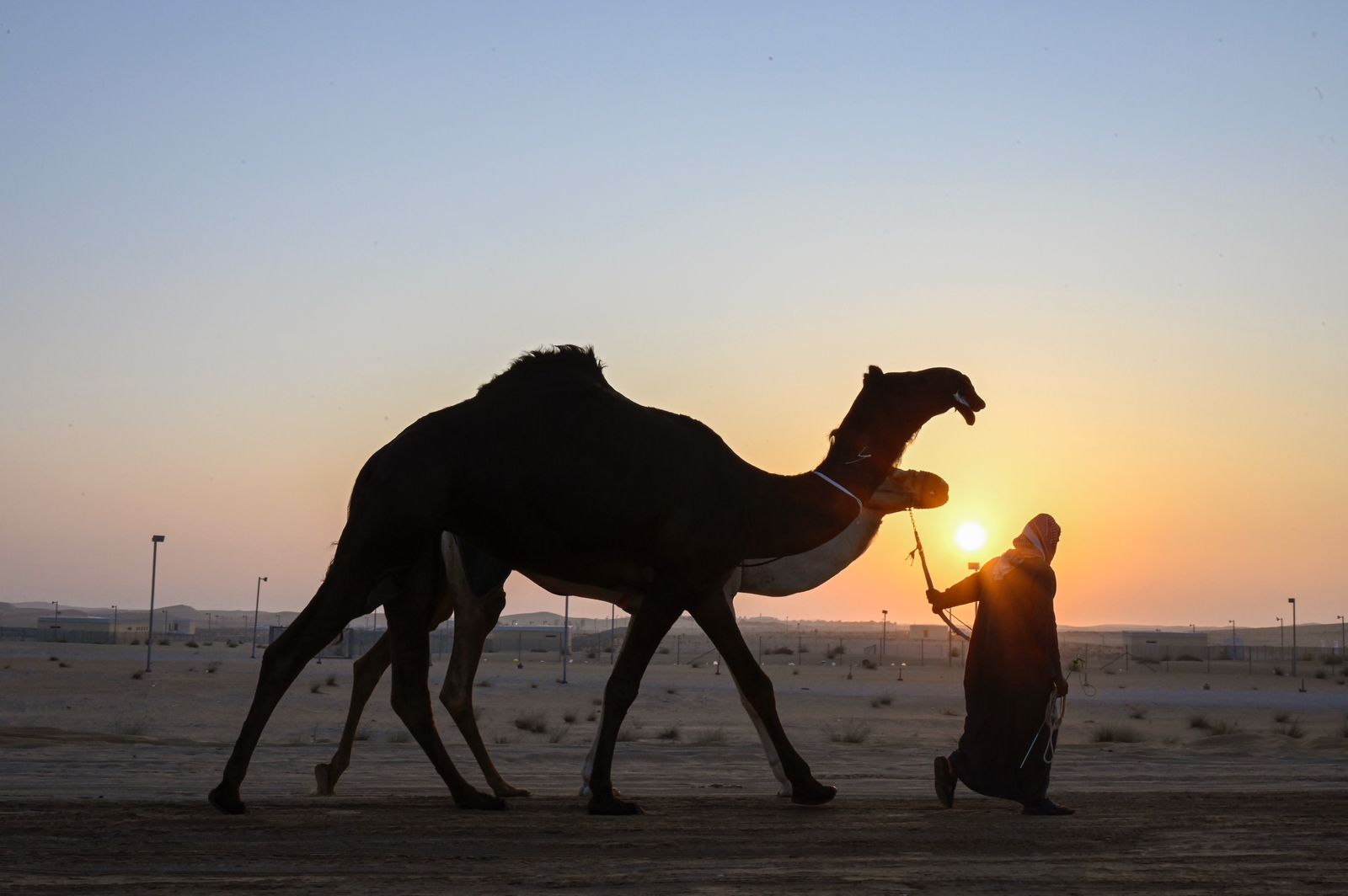 تحت رعاية رئيس الدولة..مهرجان الظفرة الـ 19 ينطلق غداً بمحطته الختامية