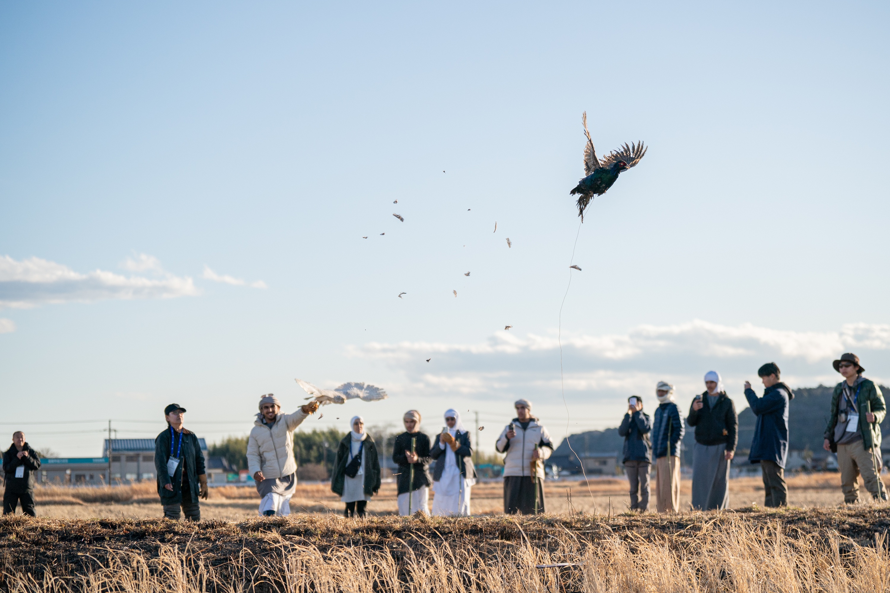 بمشاركة موسّعة… انطلاق النسخة الثالثة من  برنامج الصقارة الإماراتي–الياباني في العين