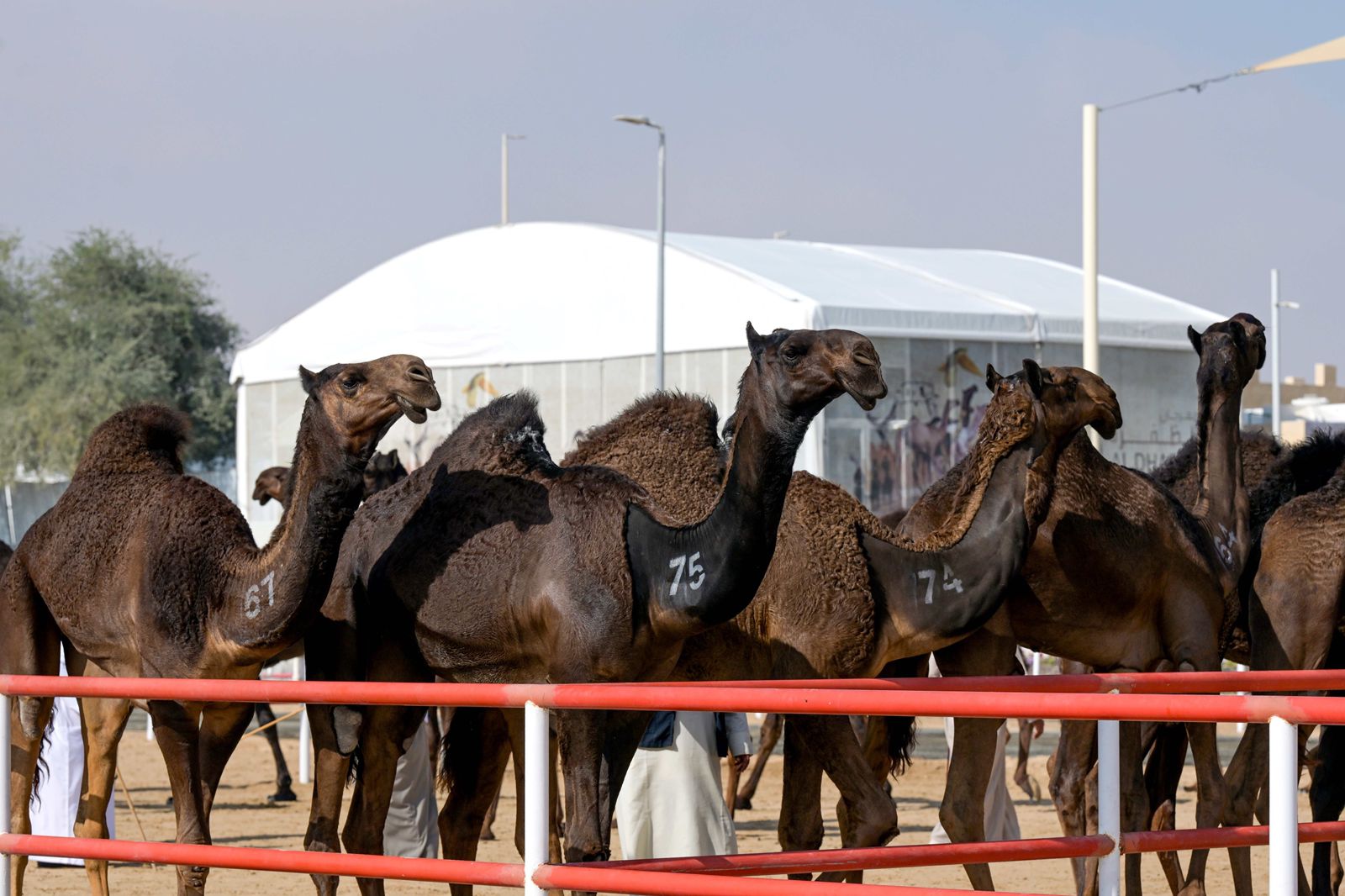 مزاينة الإبل تتوج الفائزين في المحطة الختامية لمهرجان الظفرة بدورته الـ 19