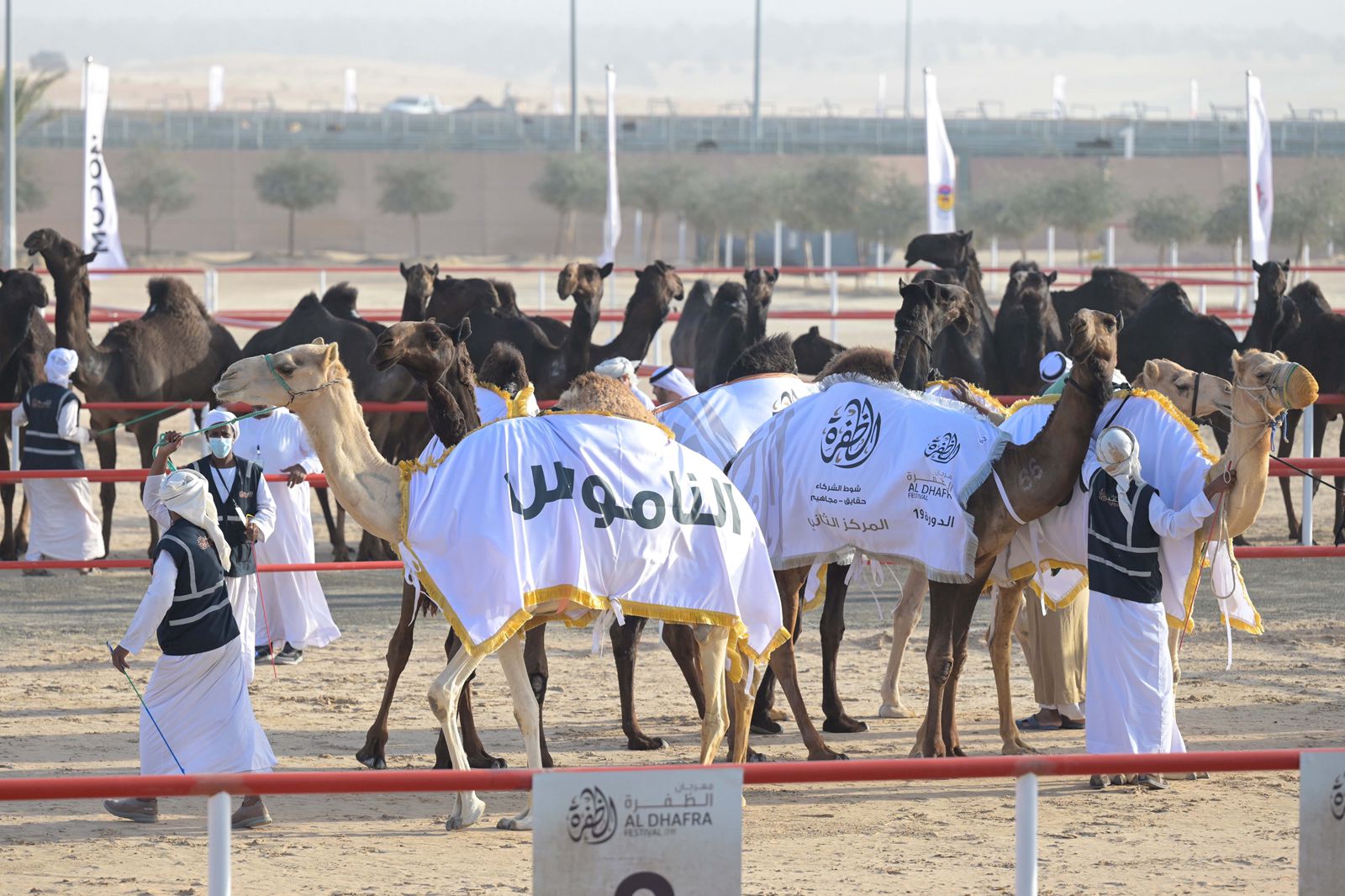 مزاينة الإبل تتوج الفائزين في المحطة الختامية لمهرجان الظفرة بدورته الـ 19