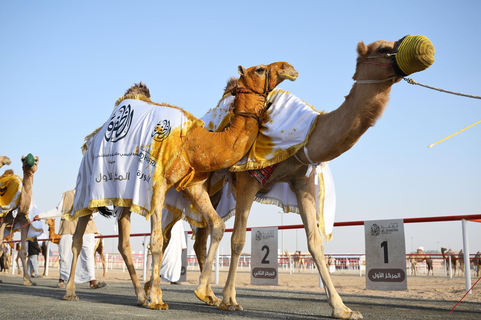 مزاينة الإبل تتوج الفائزين في المحطة الختامية لمهرجان الظفرة بدورته الـ 19