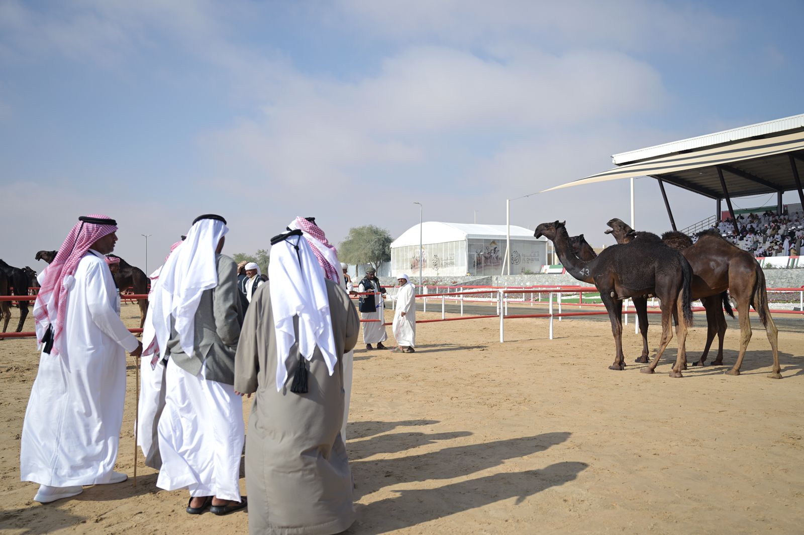 لجان التحكيم في مهرجان الظفرة..تعزز الشفافية والعدالة
