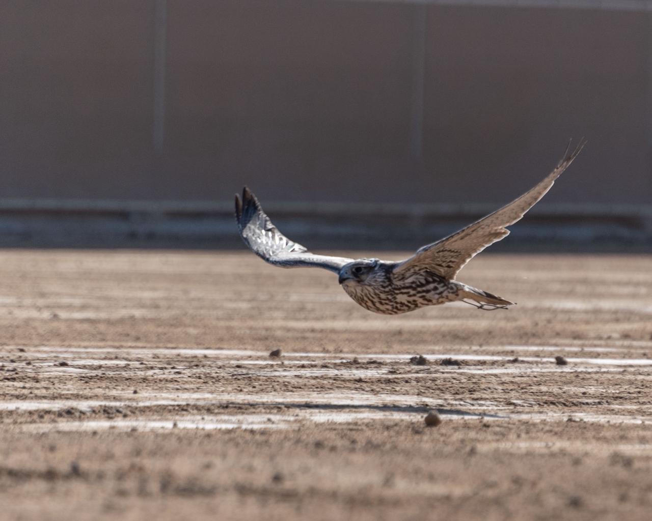 بعد 20 شوط حافلة بالندية والتنافس بطولة فزاع للصيد بالصقور تتوّج أبطال العامة مفتوح