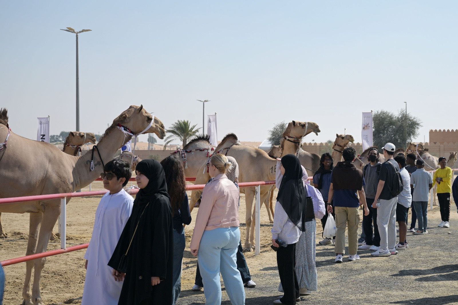تتويج الفائزين بأشواط الإيذاع في مزاينة الإبل بمهرجان الظفرة الختامي