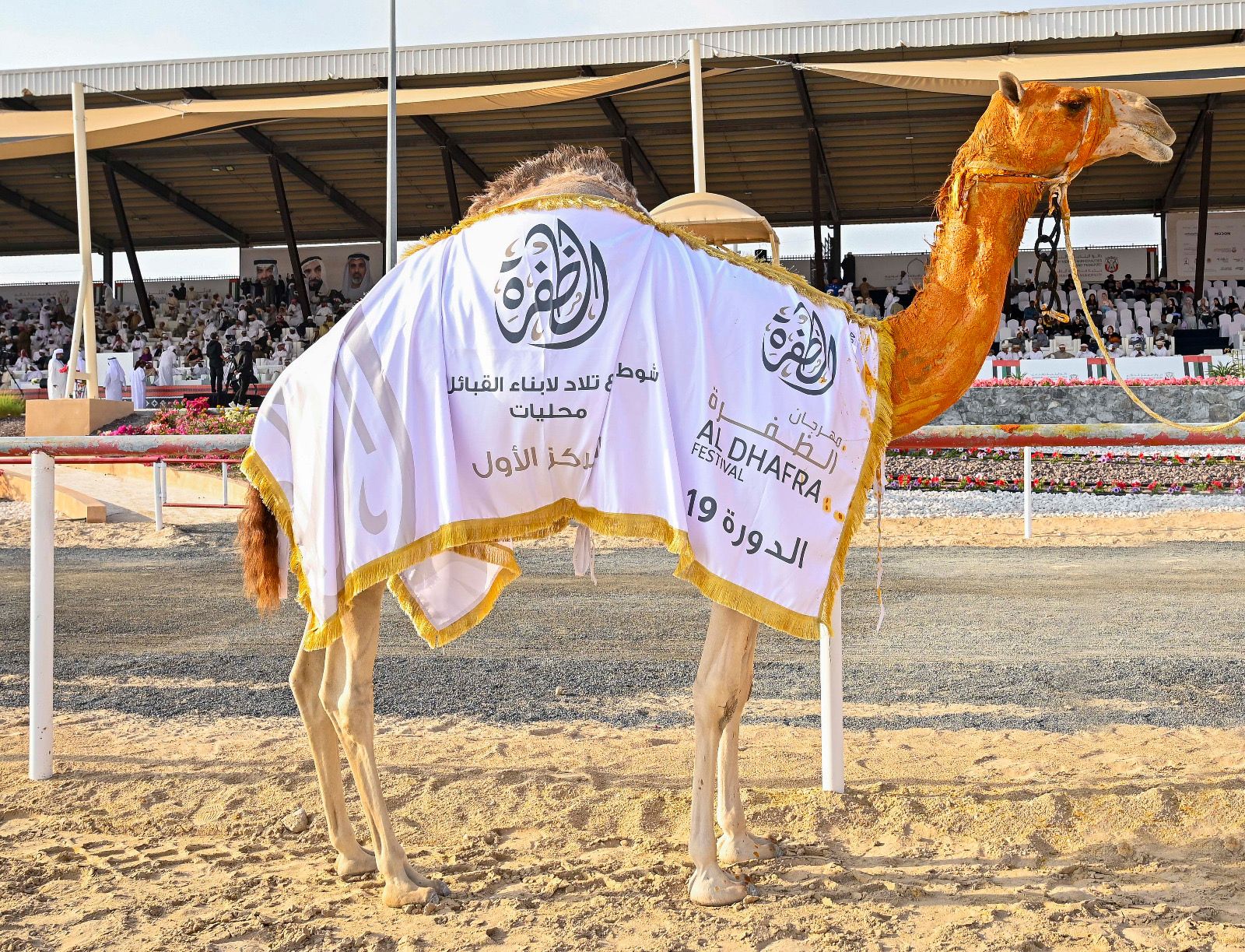 تتويج الفائزين بأشواط الإيذاع في مزاينة الإبل بمهرجان الظفرة الختامي