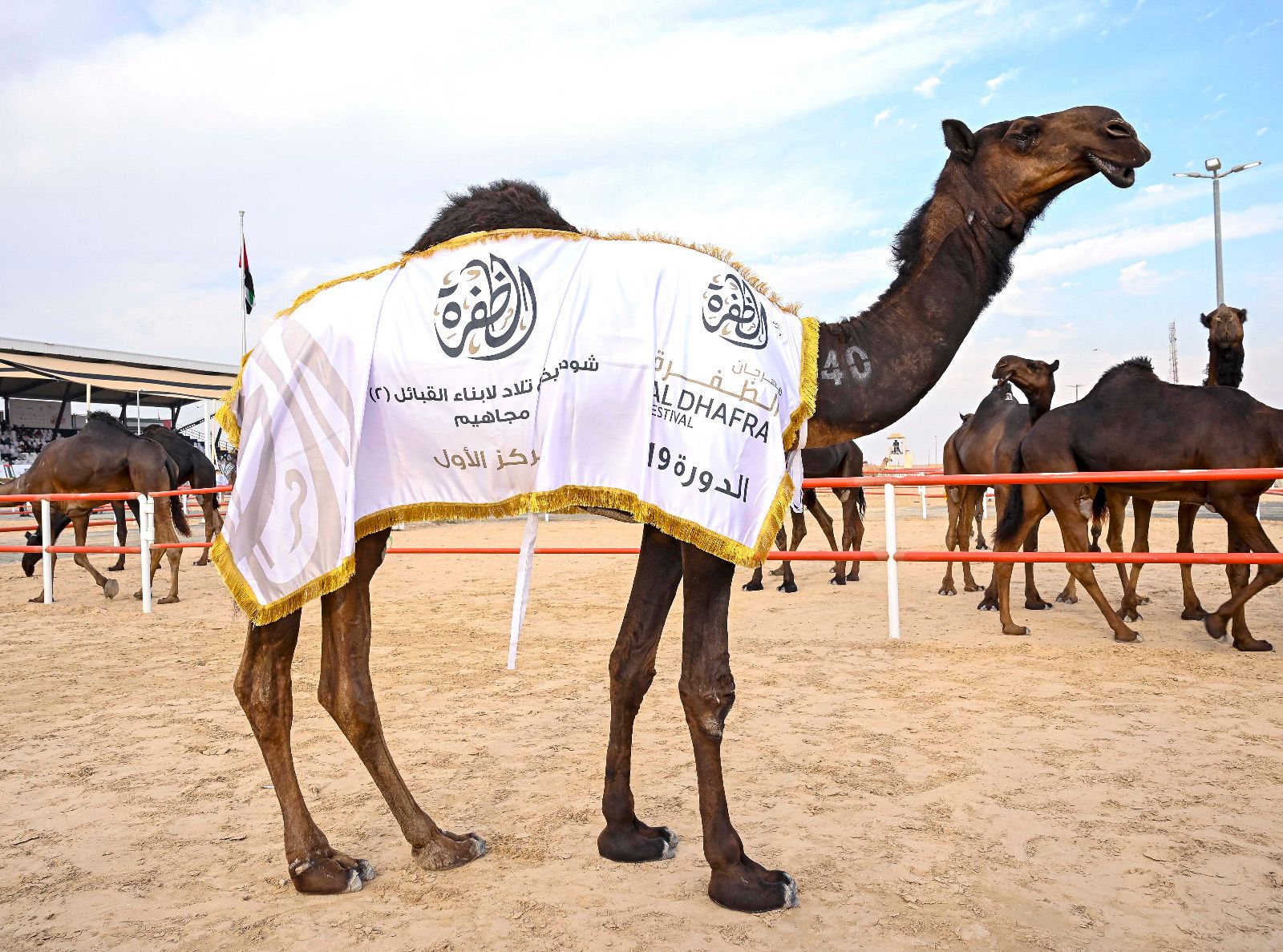 تتويج الفائزين بأشواط الإيذاع في مزاينة الإبل بمهرجان الظفرة الختامي