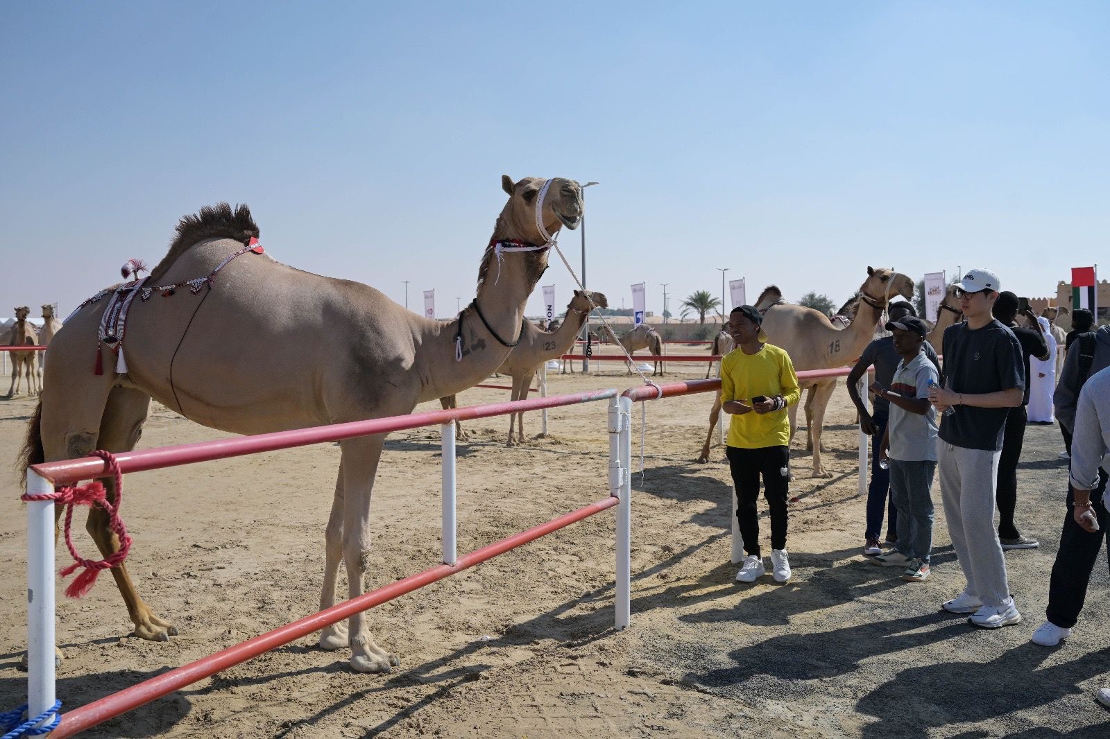 تتويج الفائزين بأشواط الإيذاع في مزاينة الإبل بمهرجان الظفرة الختامي