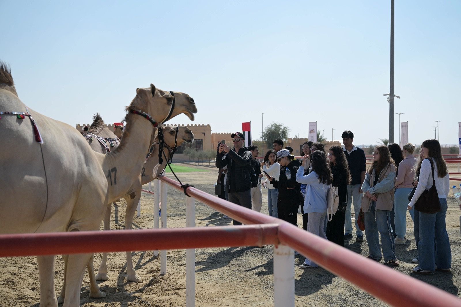تتويج الفائزين بأشواط الإيذاع في مزاينة الإبل بمهرجان الظفرة الختامي