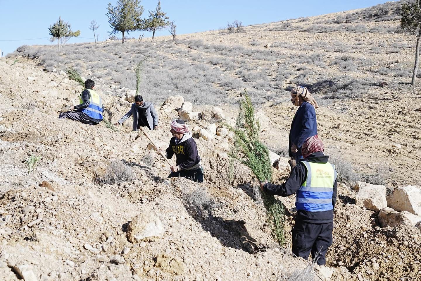 بدء تنفيذ مشروع “الحزام الأخضر وتجميل جوانب الطرق” في منطقة الهيشة باتجاه وادي موسى