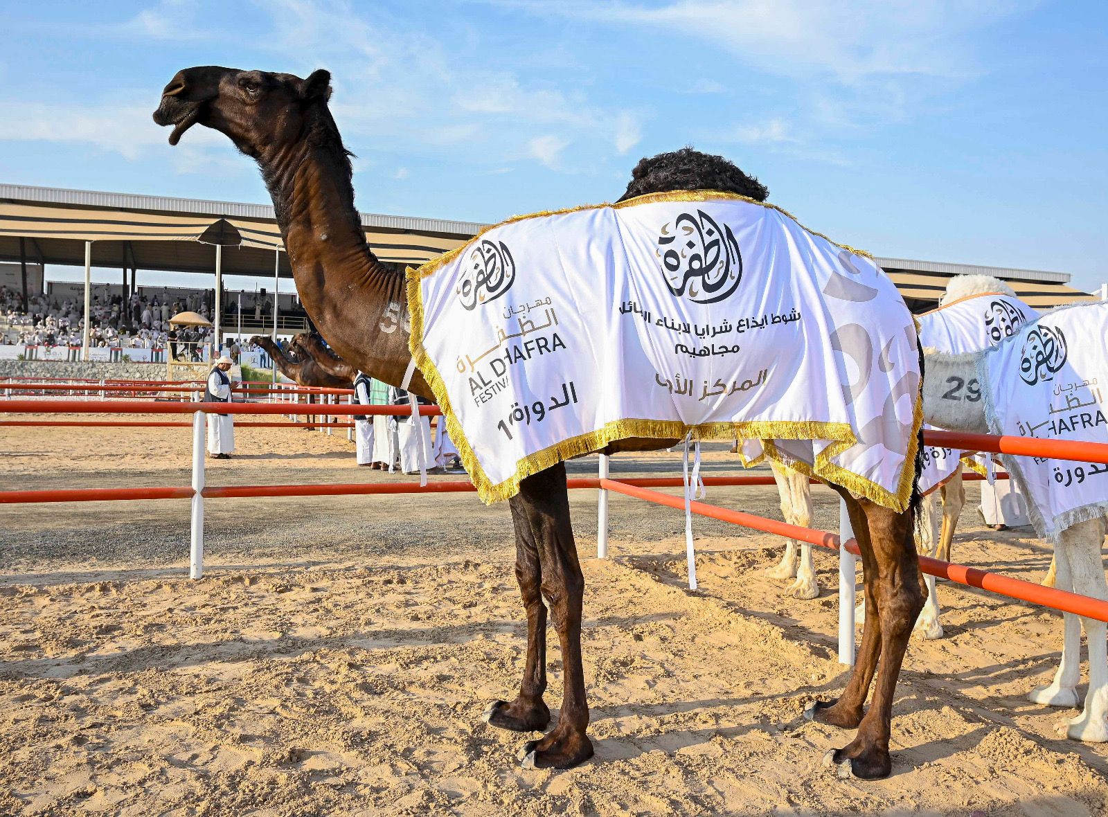 منافسات قوية في أشوط الإيذاع بالمحطة الختامية لمهرجان الظفرة الـ 19