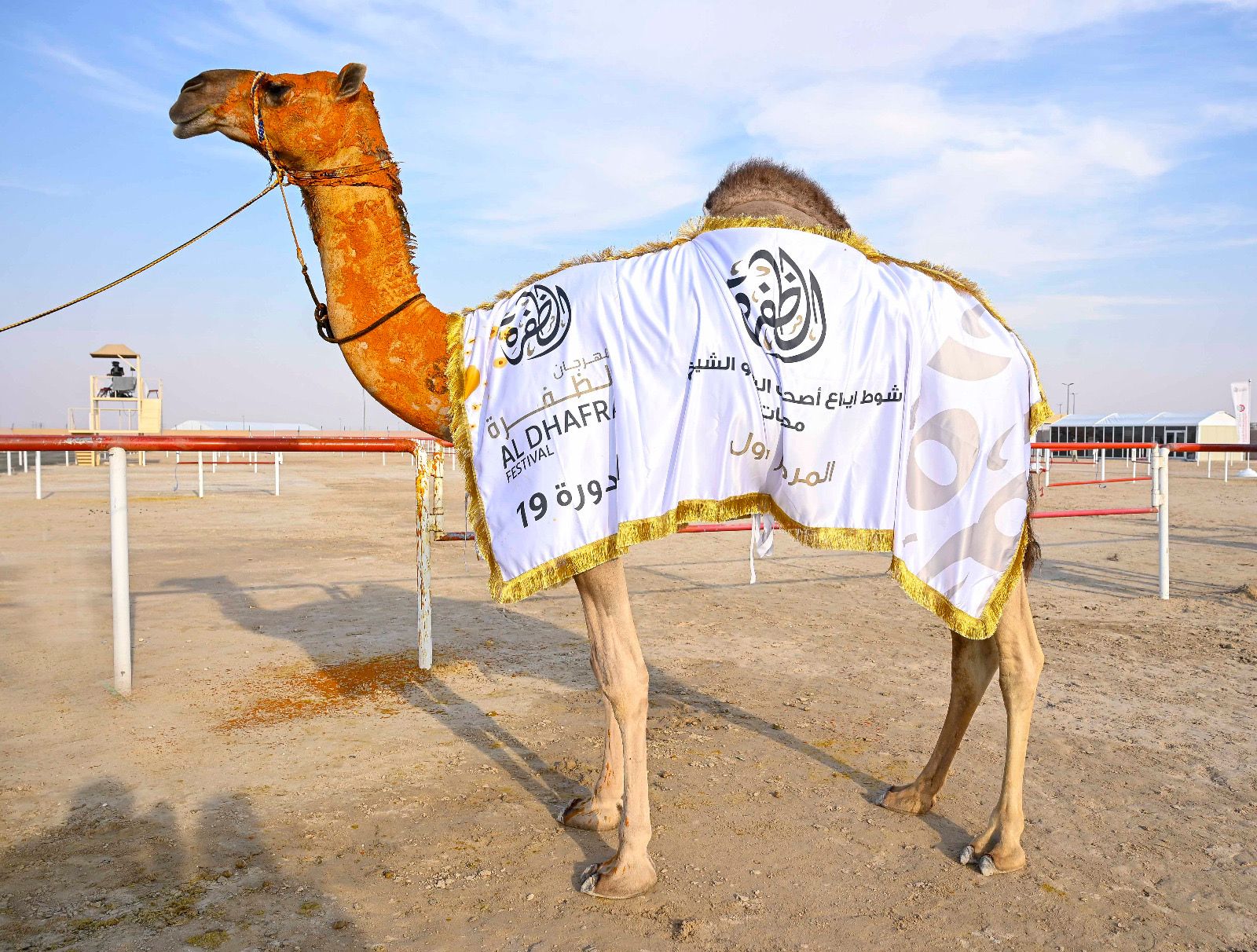 منافسات قوية في أشوط الإيذاع بالمحطة الختامية لمهرجان الظفرة الـ 19