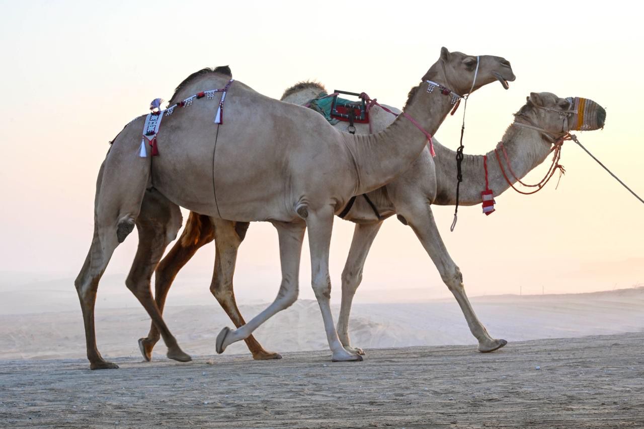 منافسات قوية في أشوط الإيذاع بالمحطة الختامية لمهرجان الظفرة الـ 19